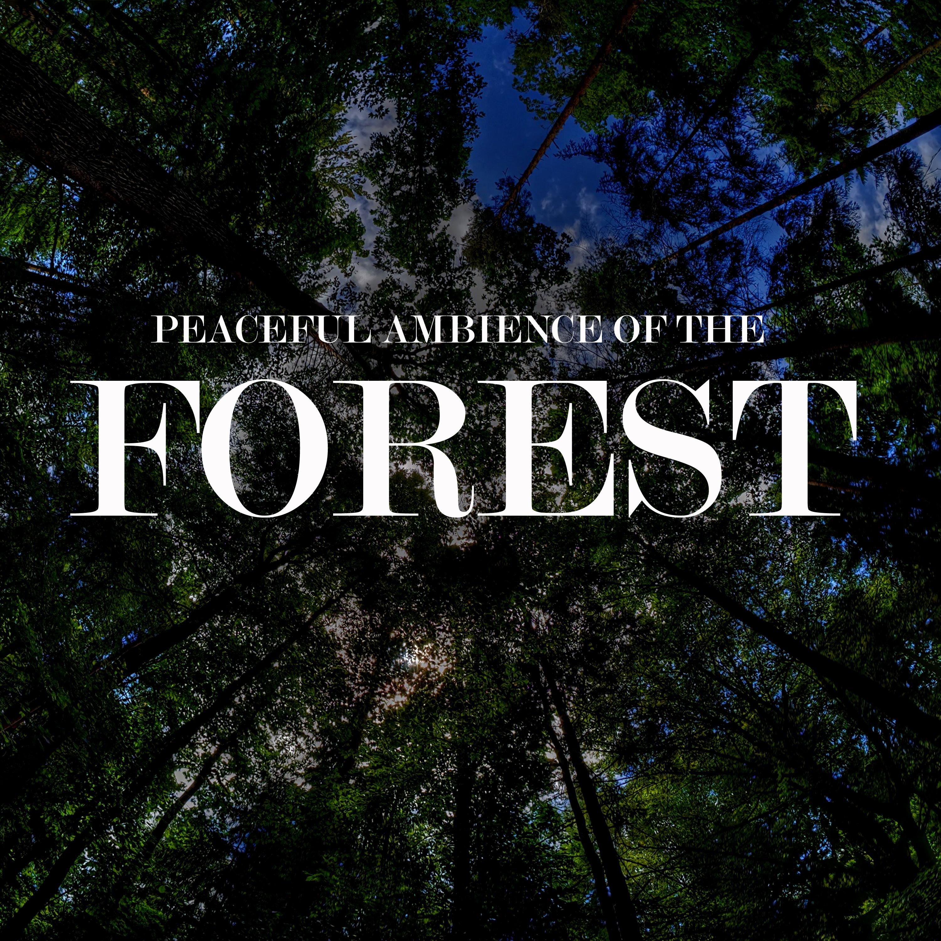 Peaceful Ambience of the Forest, Pt. 01