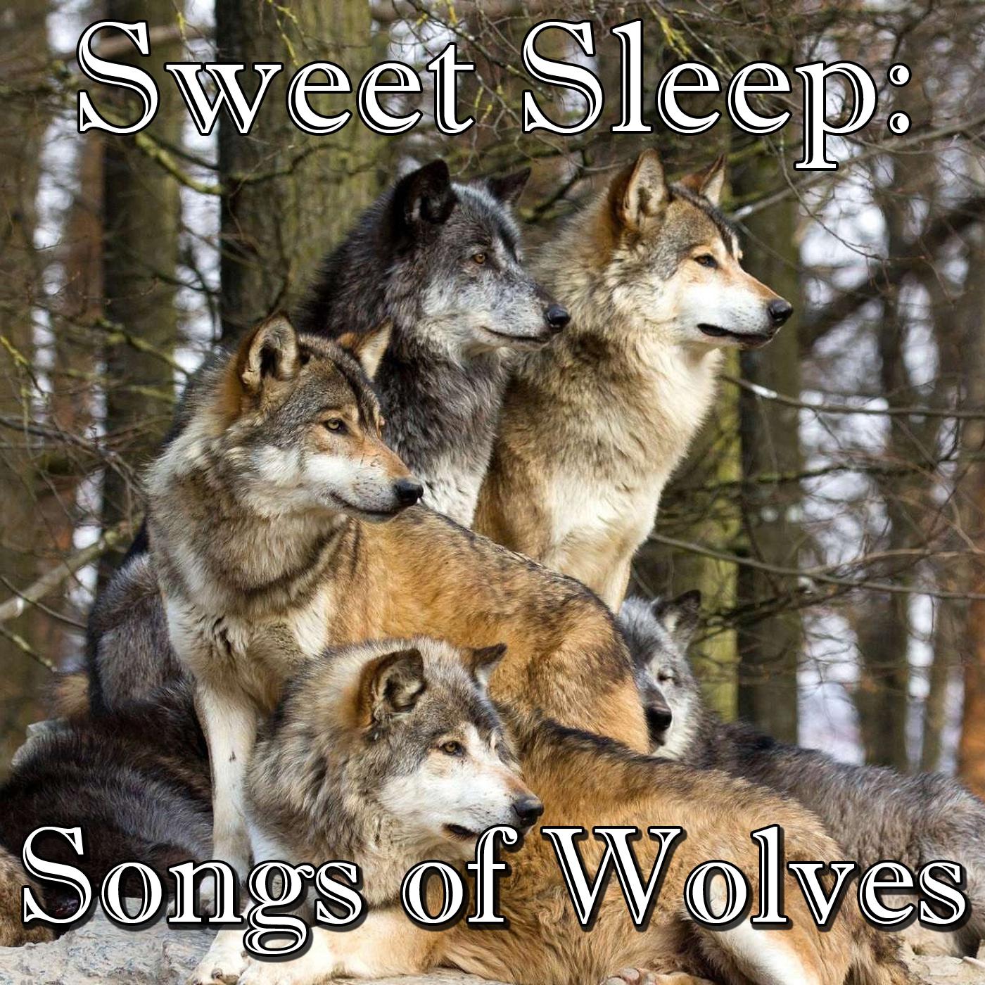 Sweet Sleep: Songs of Wolves