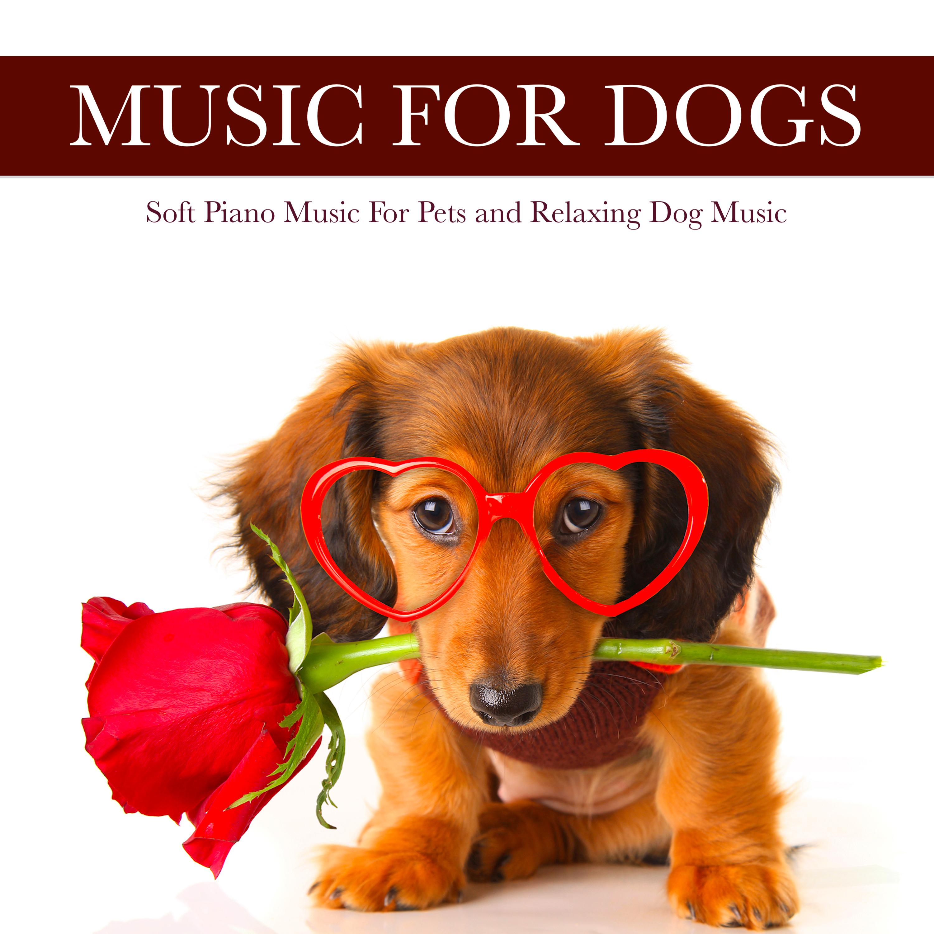 Pet Relaxation and Piano Music For Pets