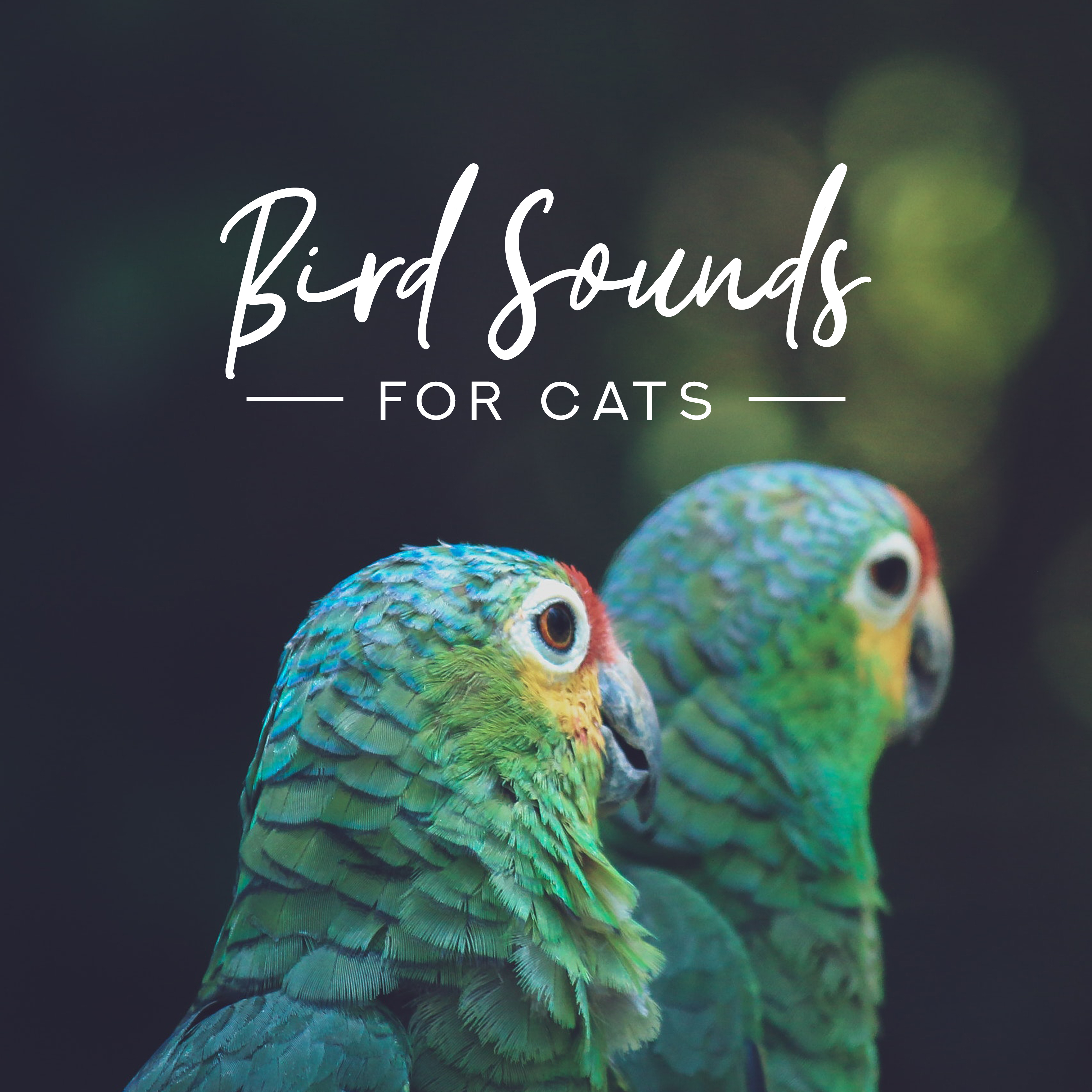 Sounds of Birds