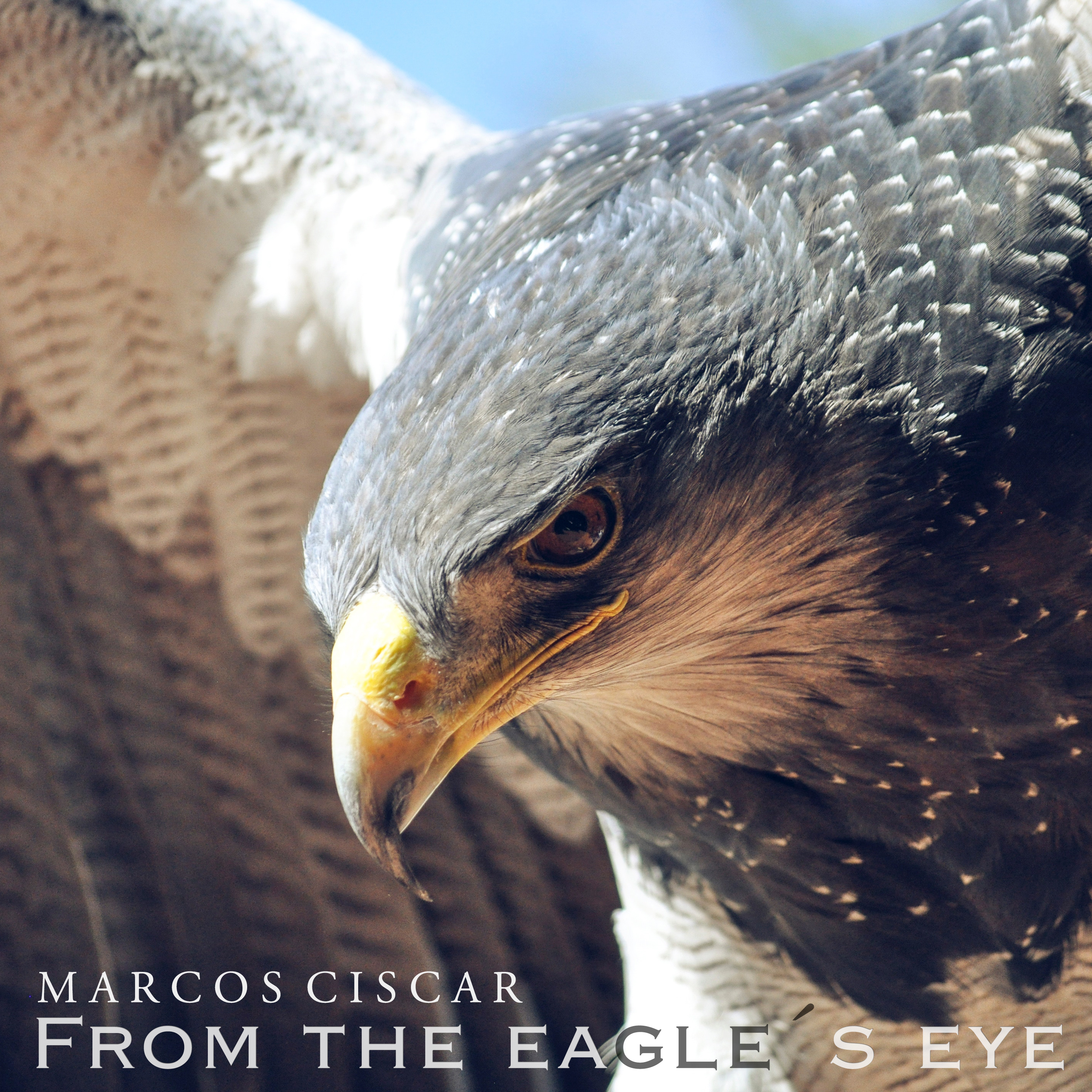 From the Eagle's Eye