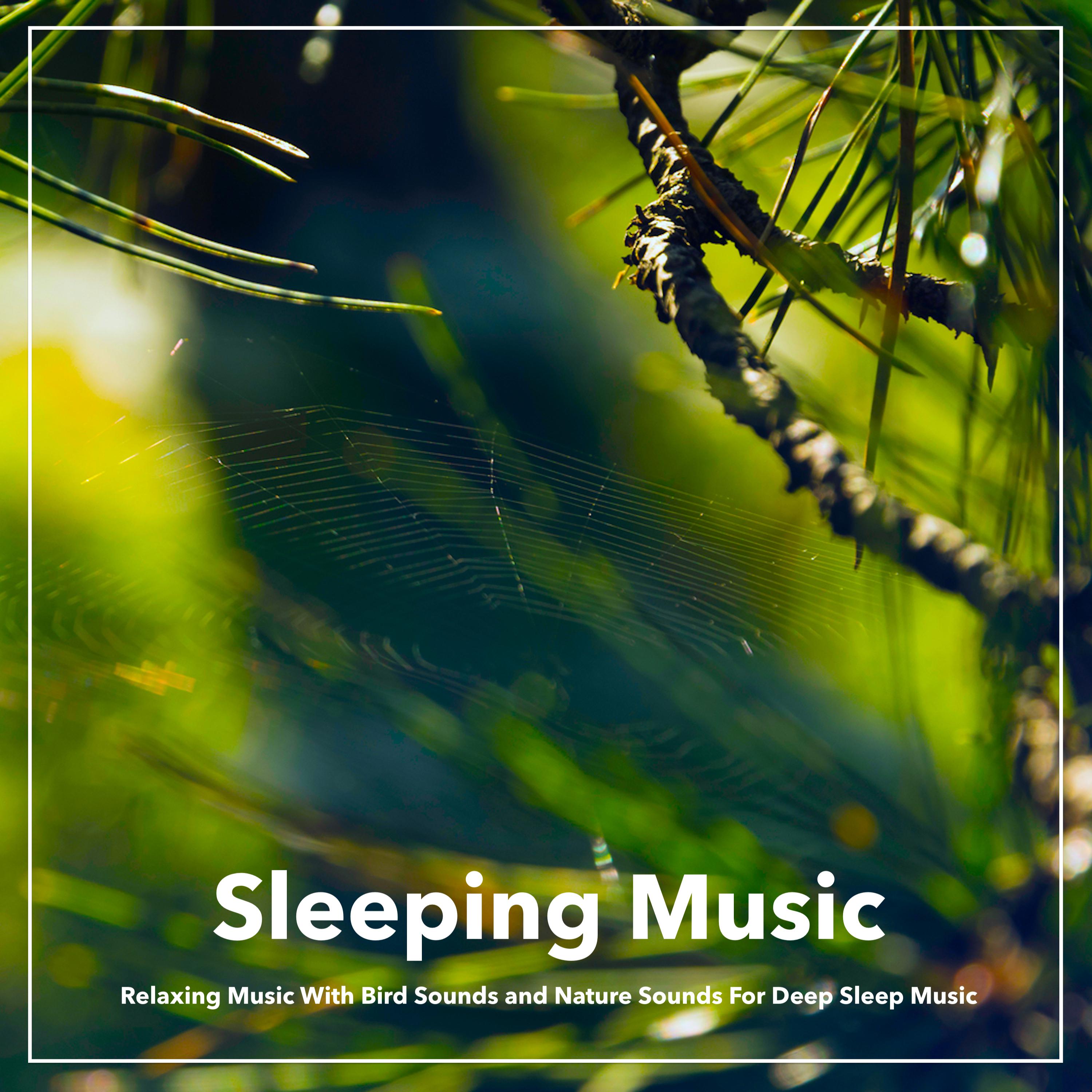 Forest Music For Sleep