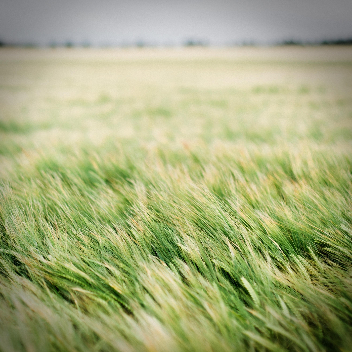 Relaxing Wind for Calmness