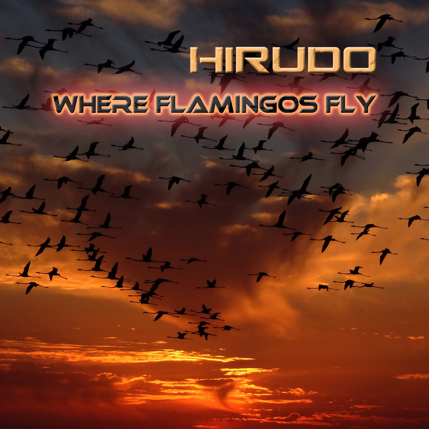 Where Flamingos Fly