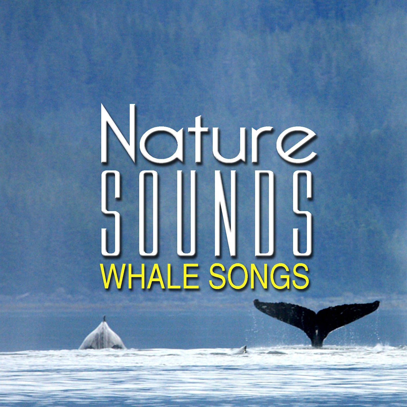 Nature Sounds: Whale Songs