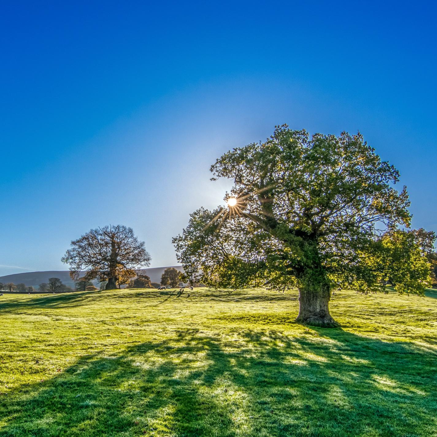 The Meditation Zone