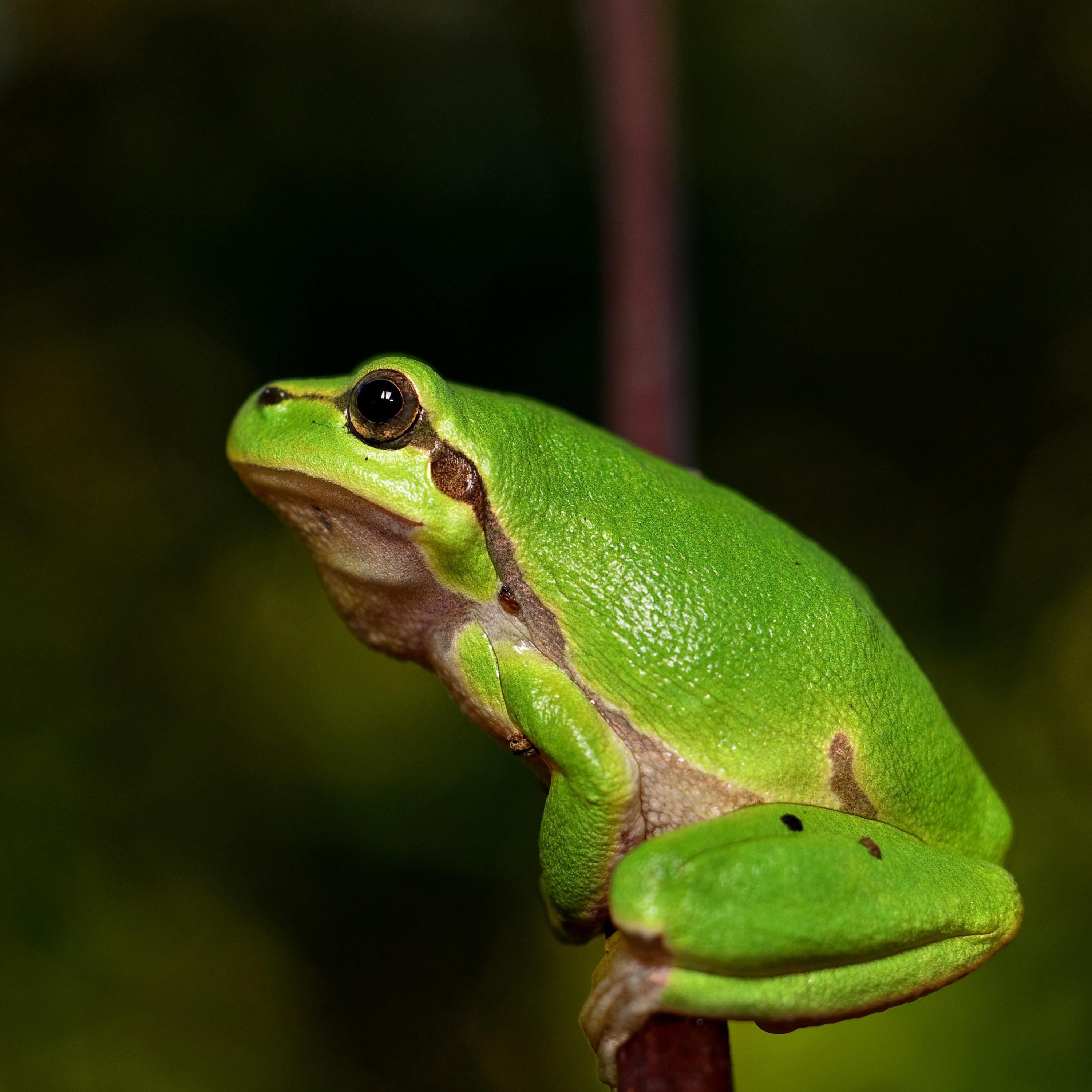 Little Green Frog