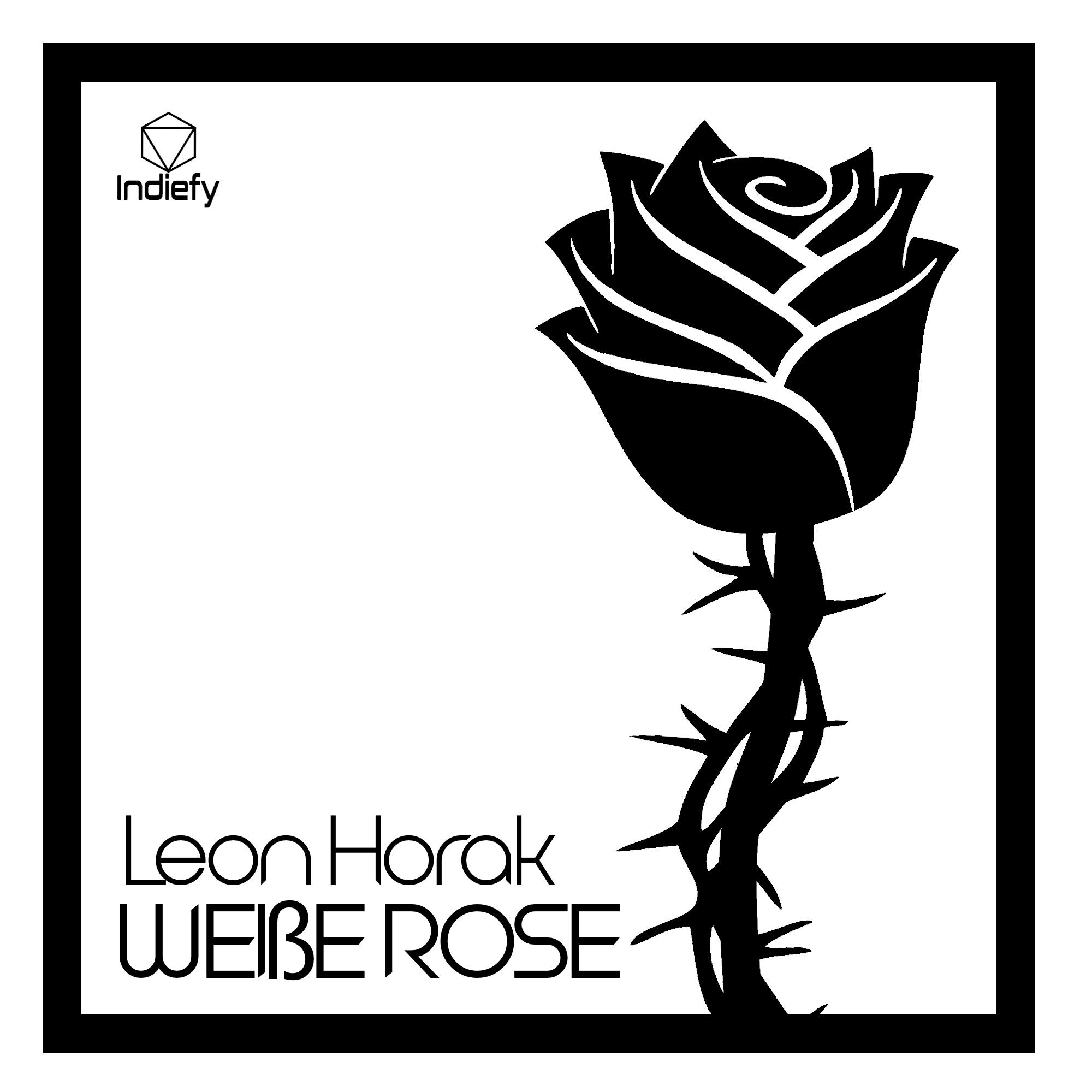 Weiße Rose