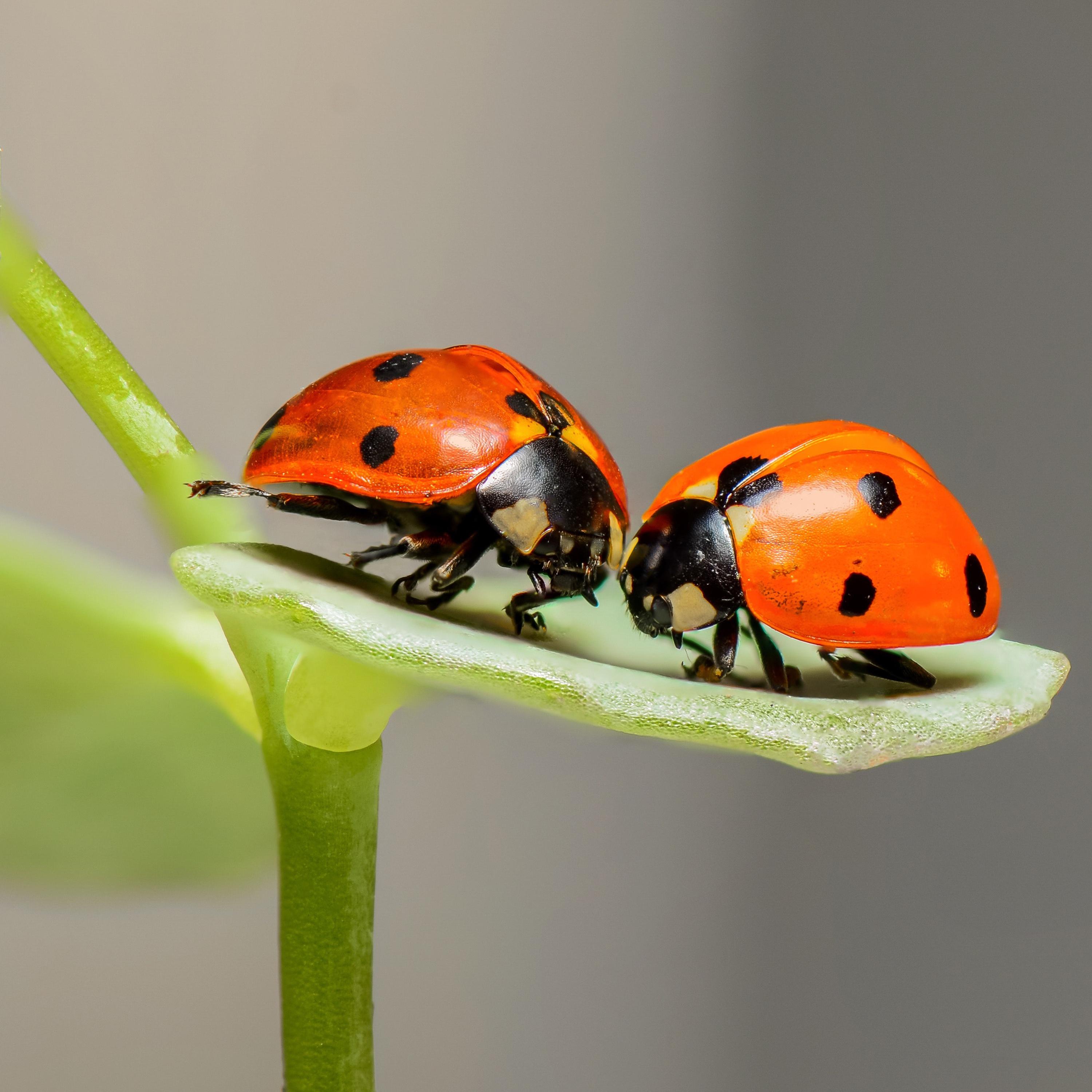 The Wriggly Bug Song / I Love Bugs