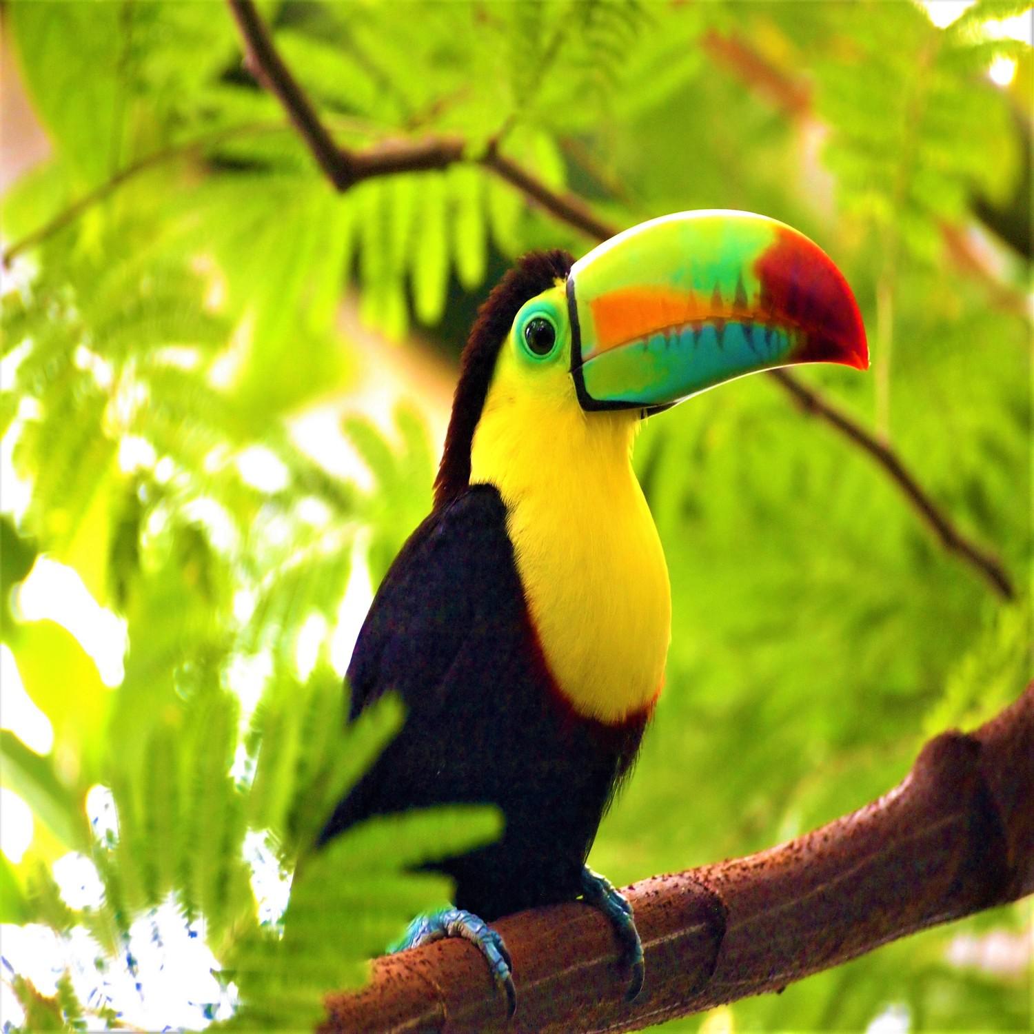 Exotic Birdsong: Tropical Forest Sounds with Nature