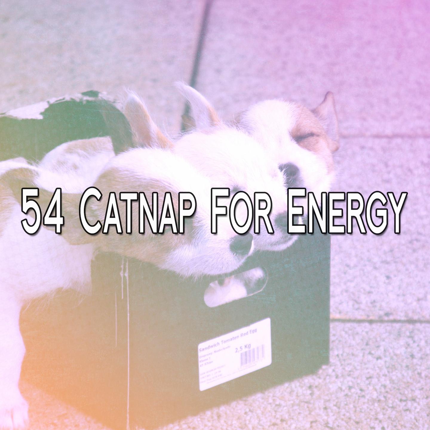 54 Catnap for Energy