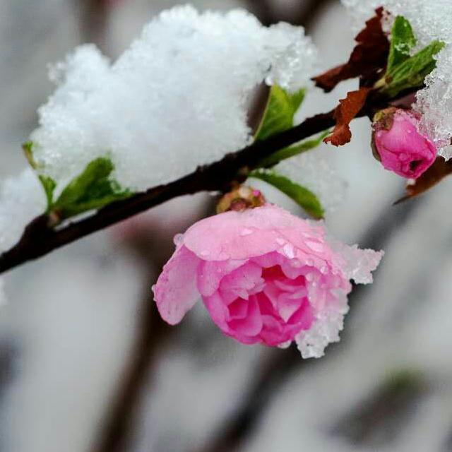 春天飘落的雪花