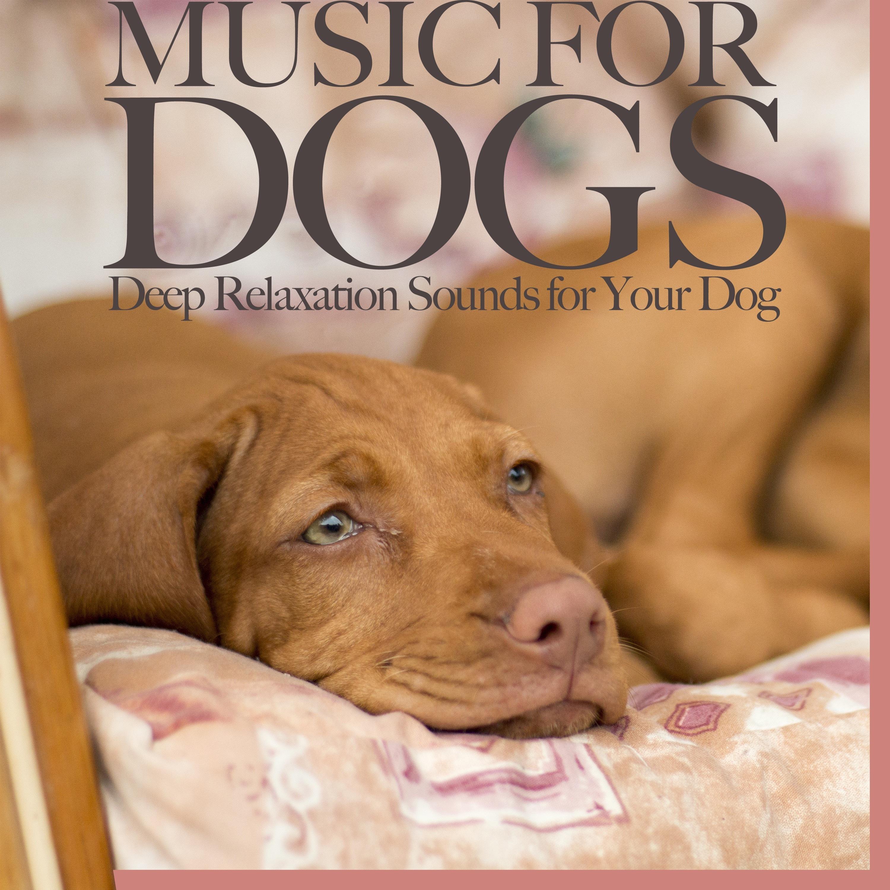 Music For Dogs: Deep Relaxation Sounds for Your Dog