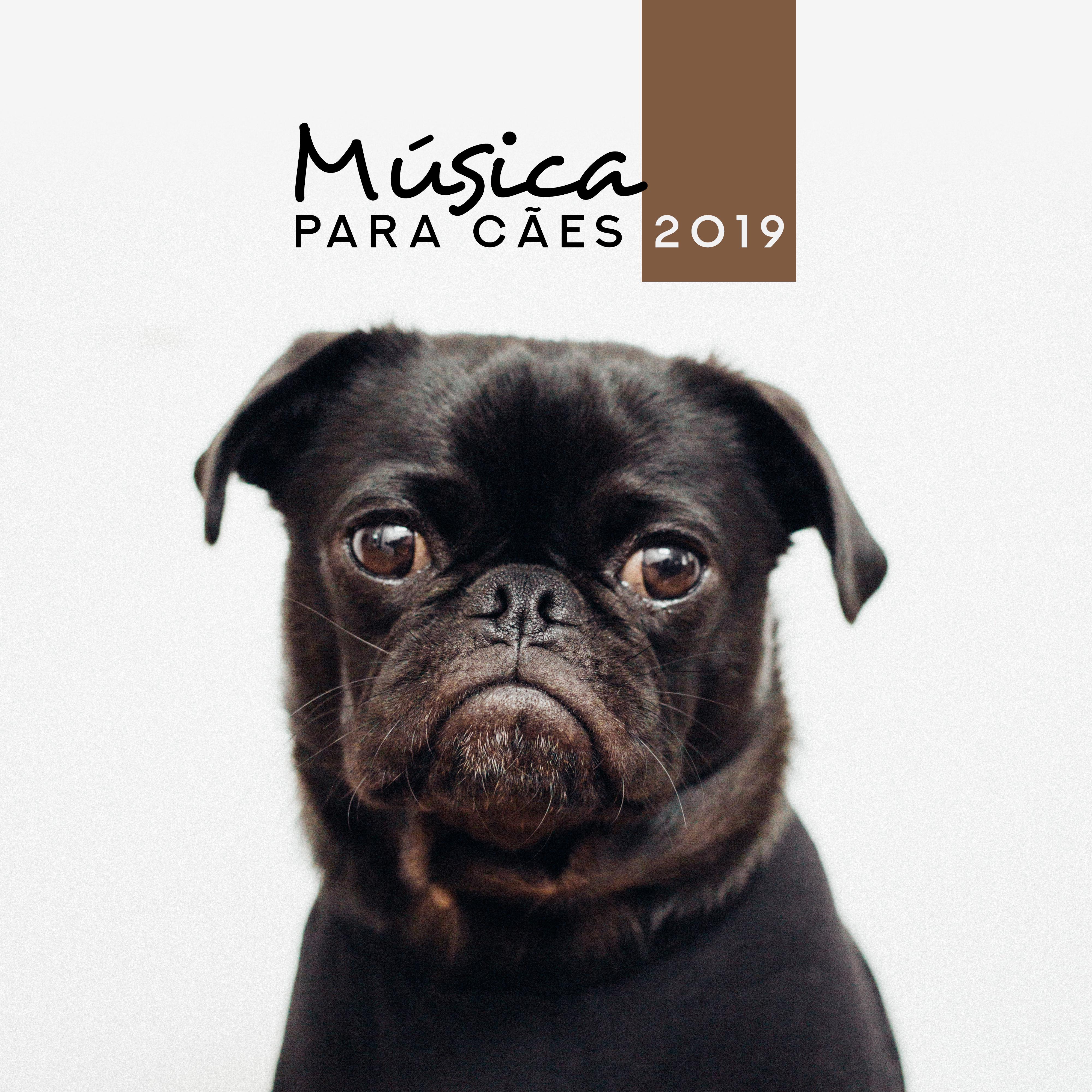 Música para Cães 2019