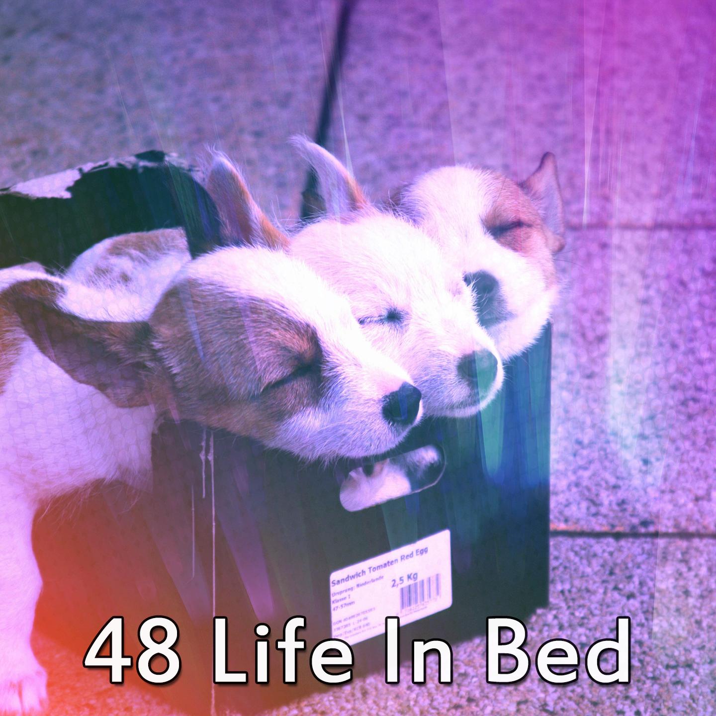 48 Life in Bed