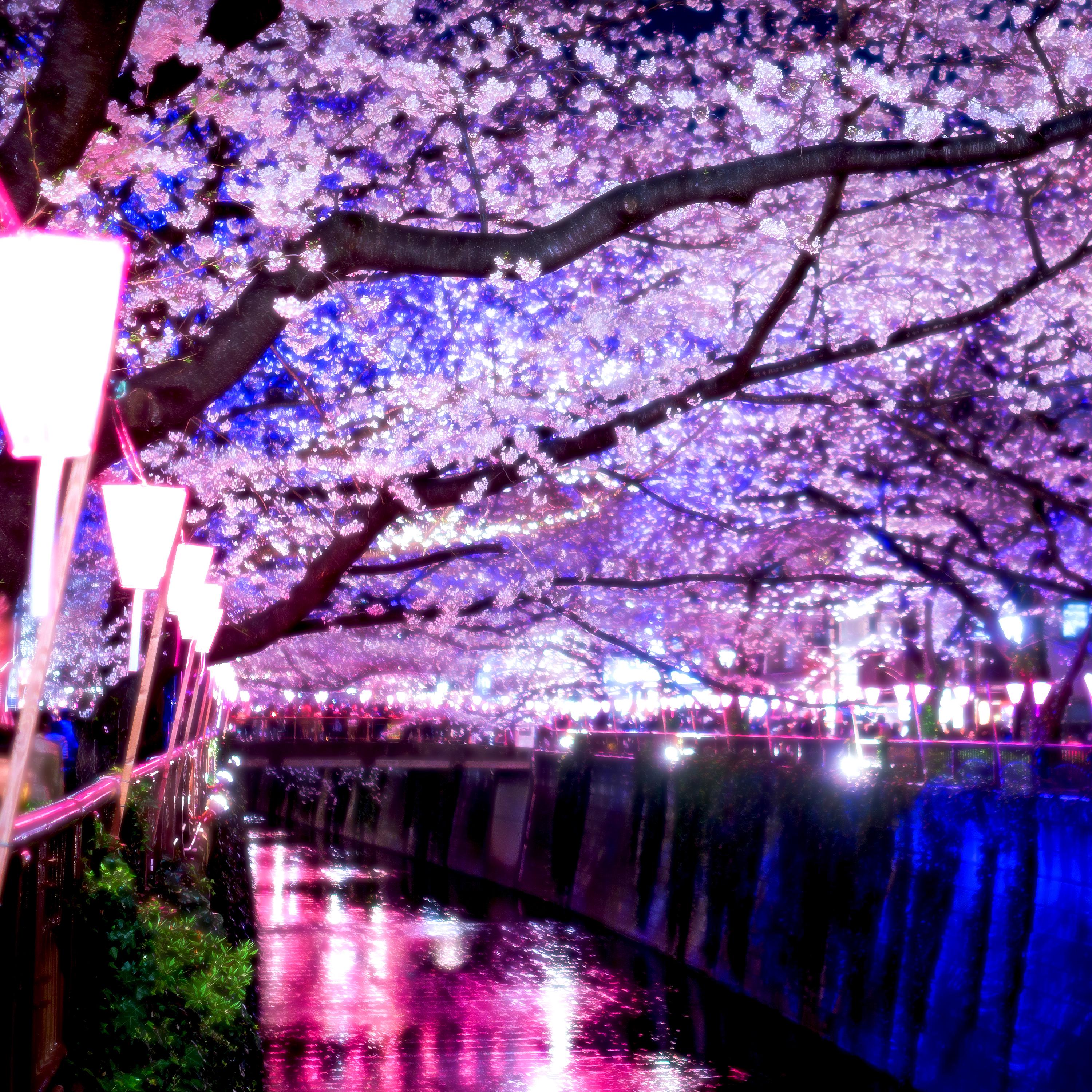 Japanese Magnificent Scenery - Midnight Cherry Blossom