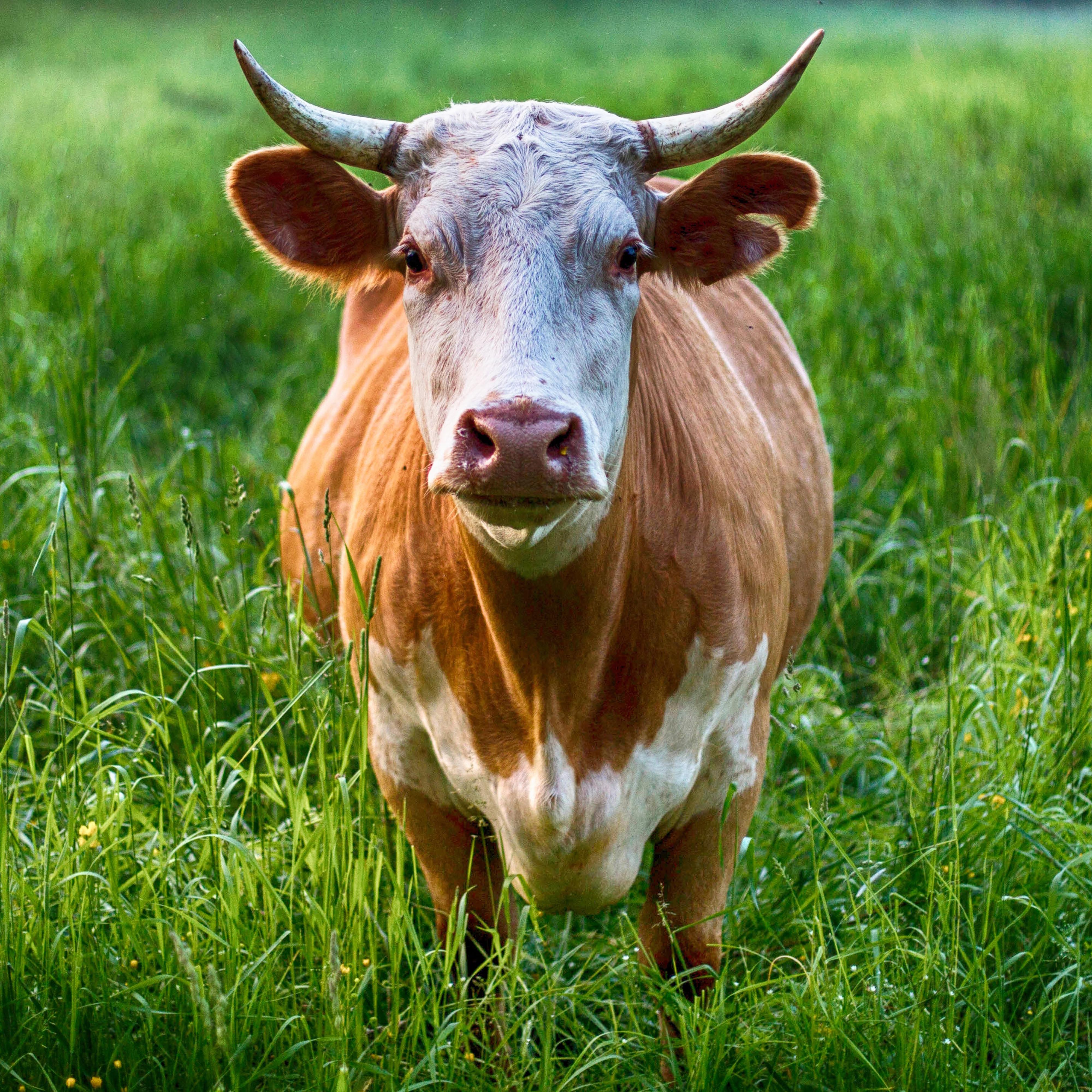 The Cow Song / Cows on the Farm