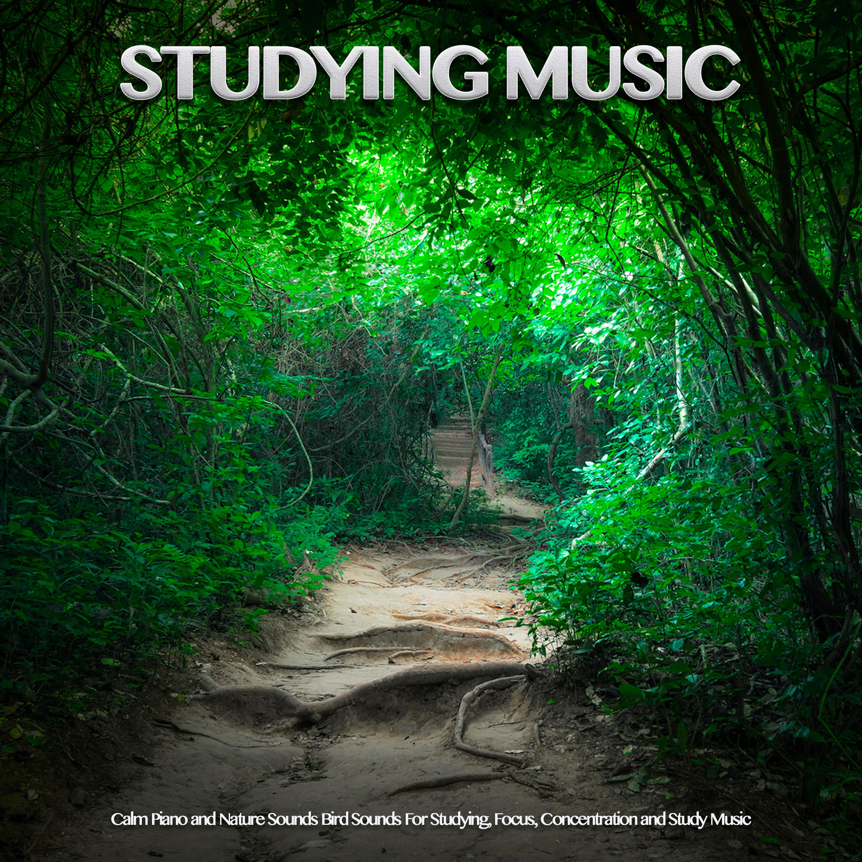 Exam Study Music With Bird Sounds For Focus