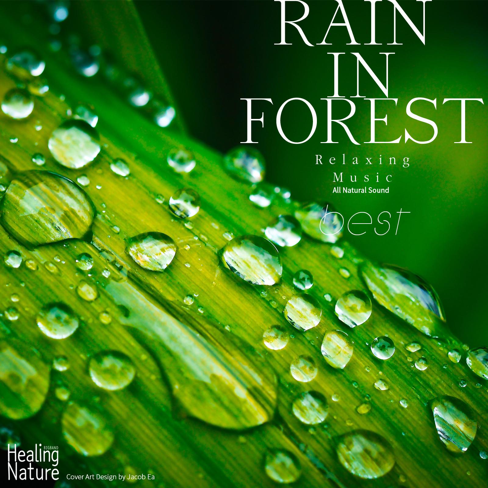 Rain in Forest Best