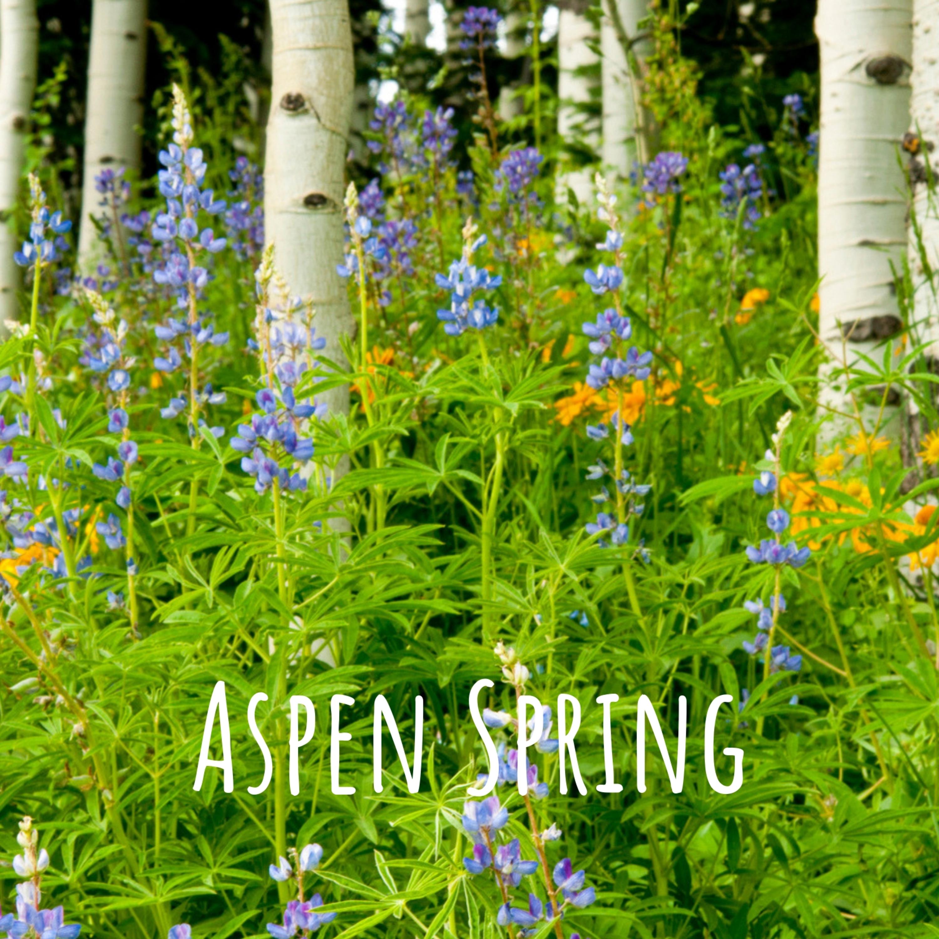 Aspen Spring