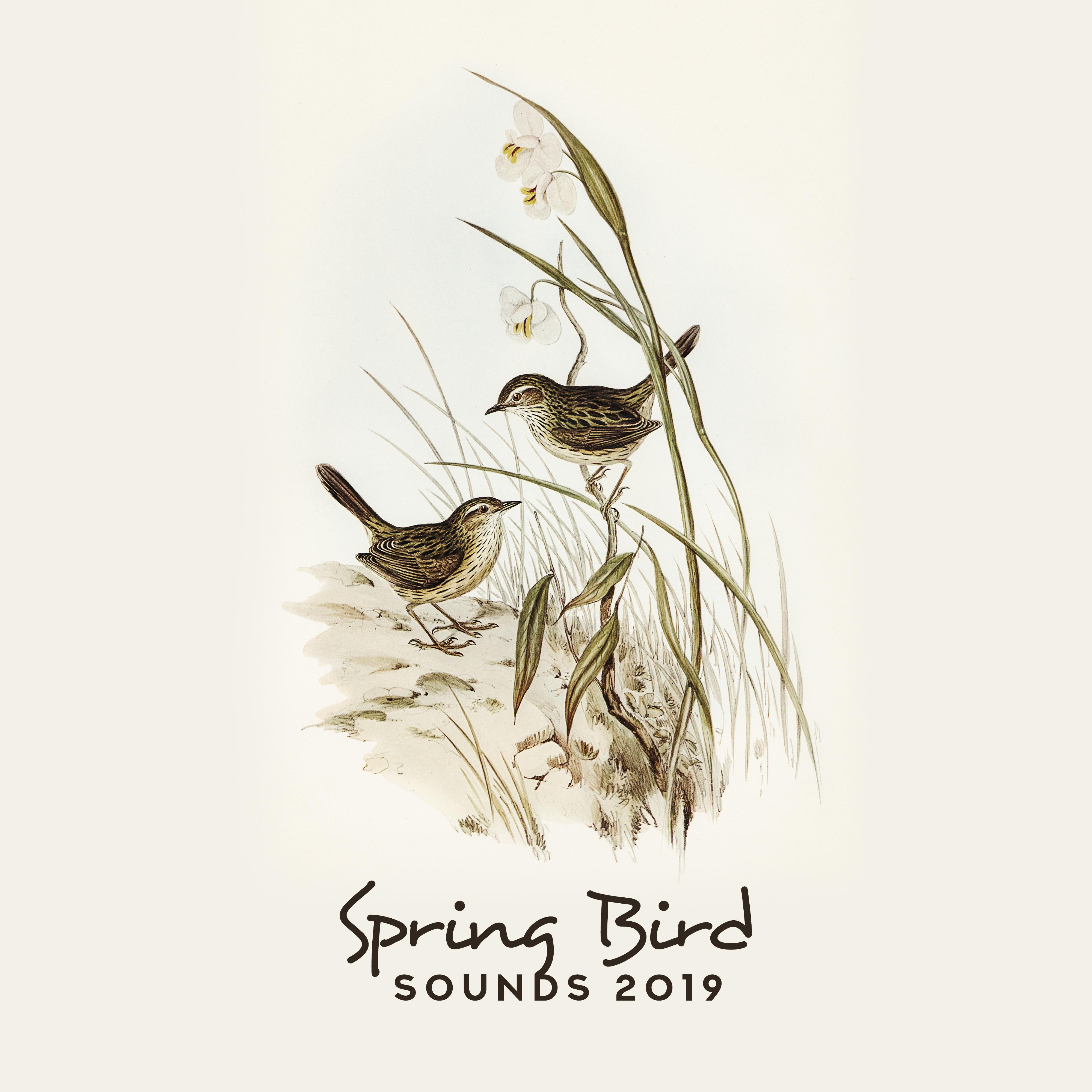 Spring Bird Sounds 2019: 15 Relaxing New Age Songs with Piano, Birds & Nature Sounds for Total Calm Down, Stress Relief, Relax After Tough Day, Inner Calmness, Good Sleep Melodies, Meditation with Nature