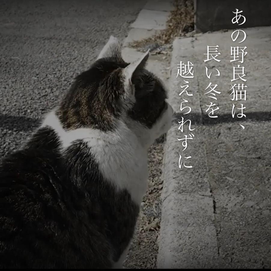 あの野良猫は、長い冬を越えられずに