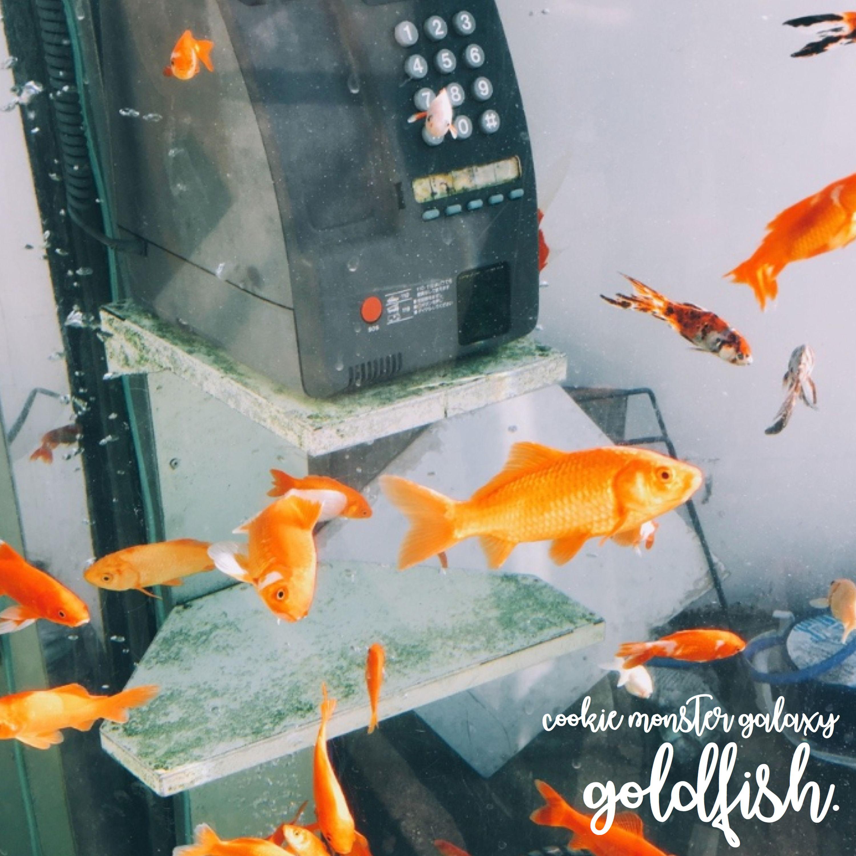 goldfish.