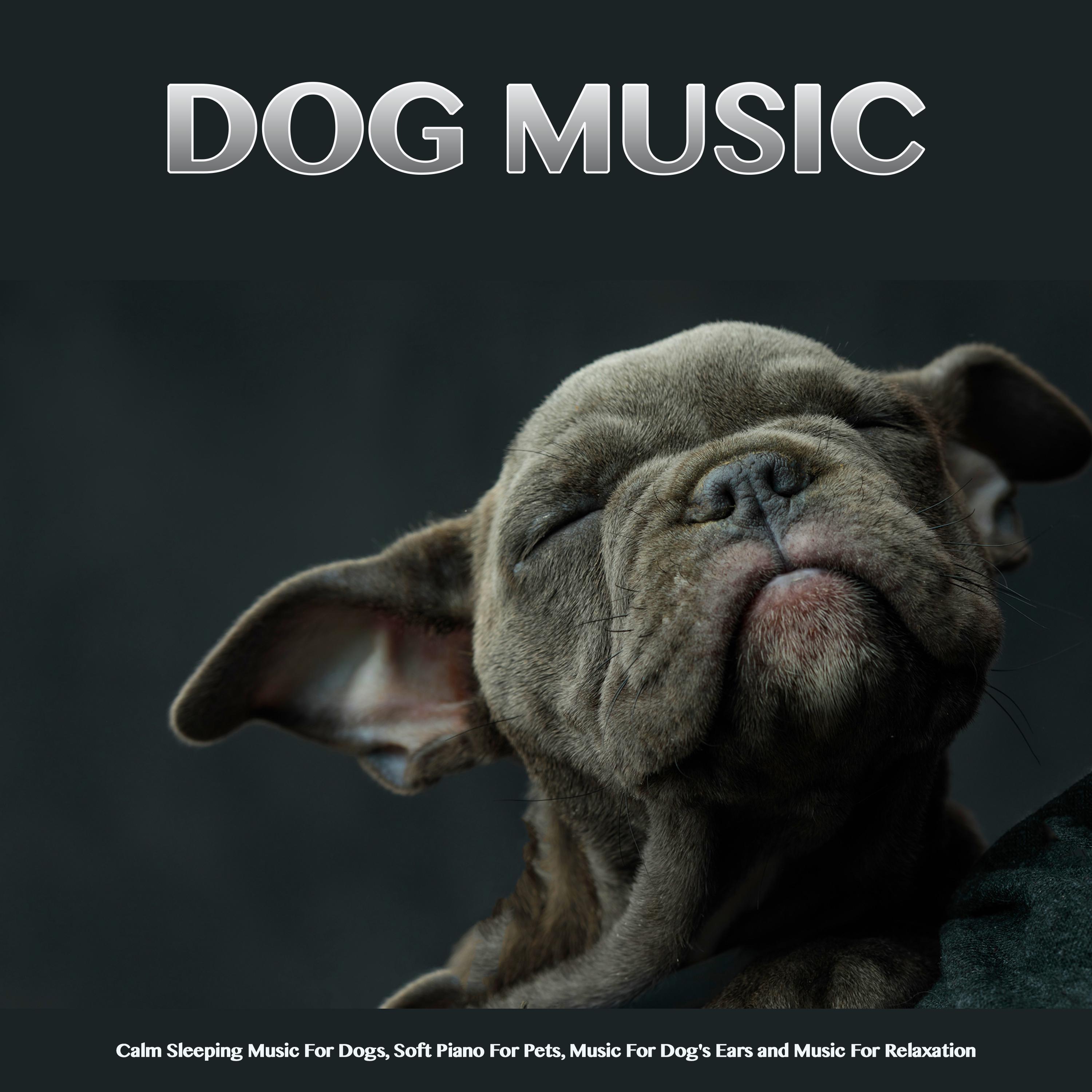 Calming Piano Music for Pooch