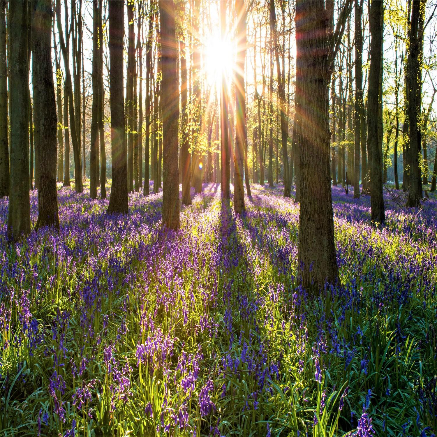 Spring in a Woods - Birdsong in Forest - Relaxation with Bird in Nature