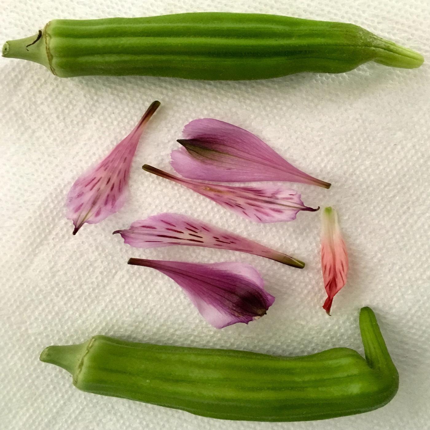 Okra 1