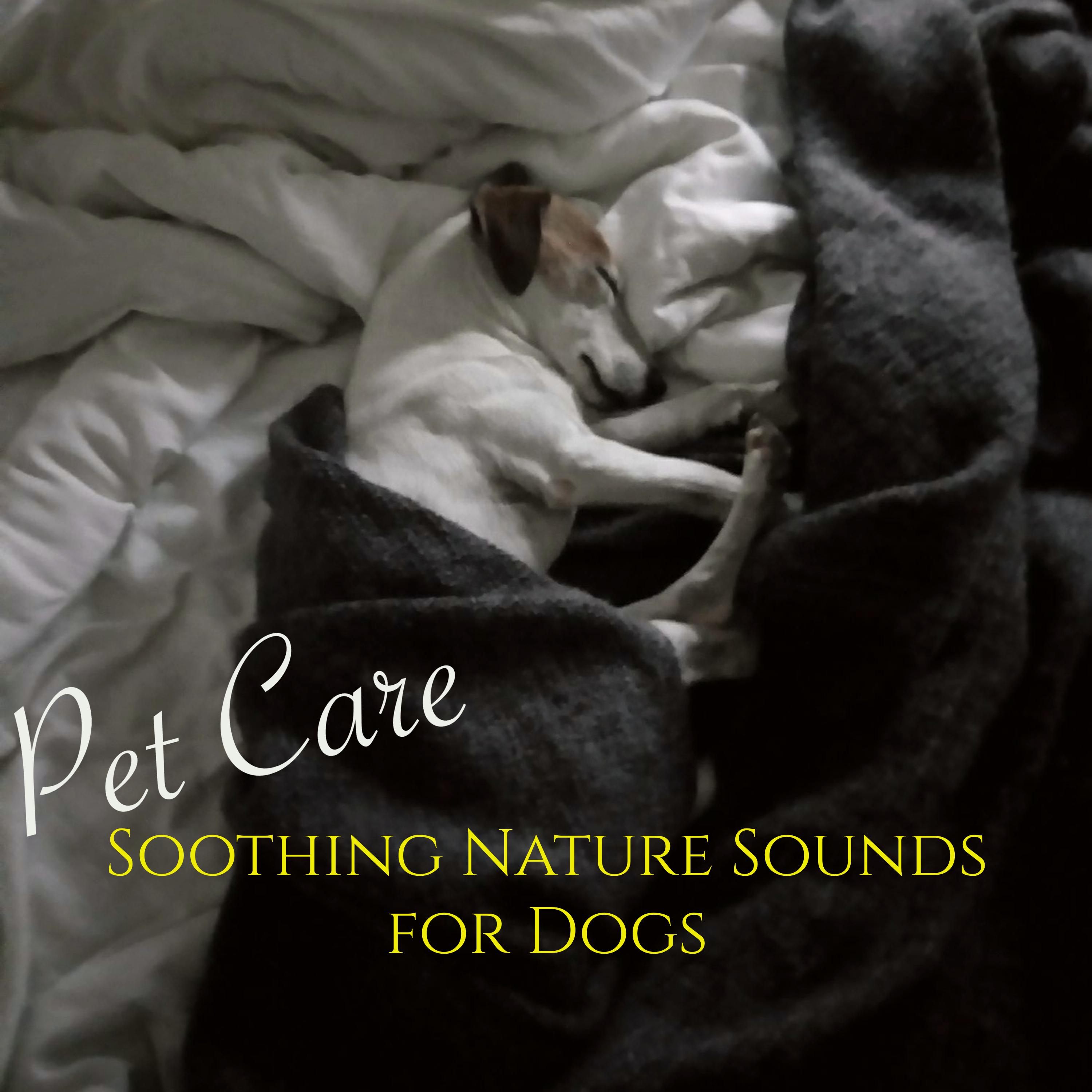 Pet Care Soothing Nature Sounds for Dogs – Relaxing Therapy Music for Pets