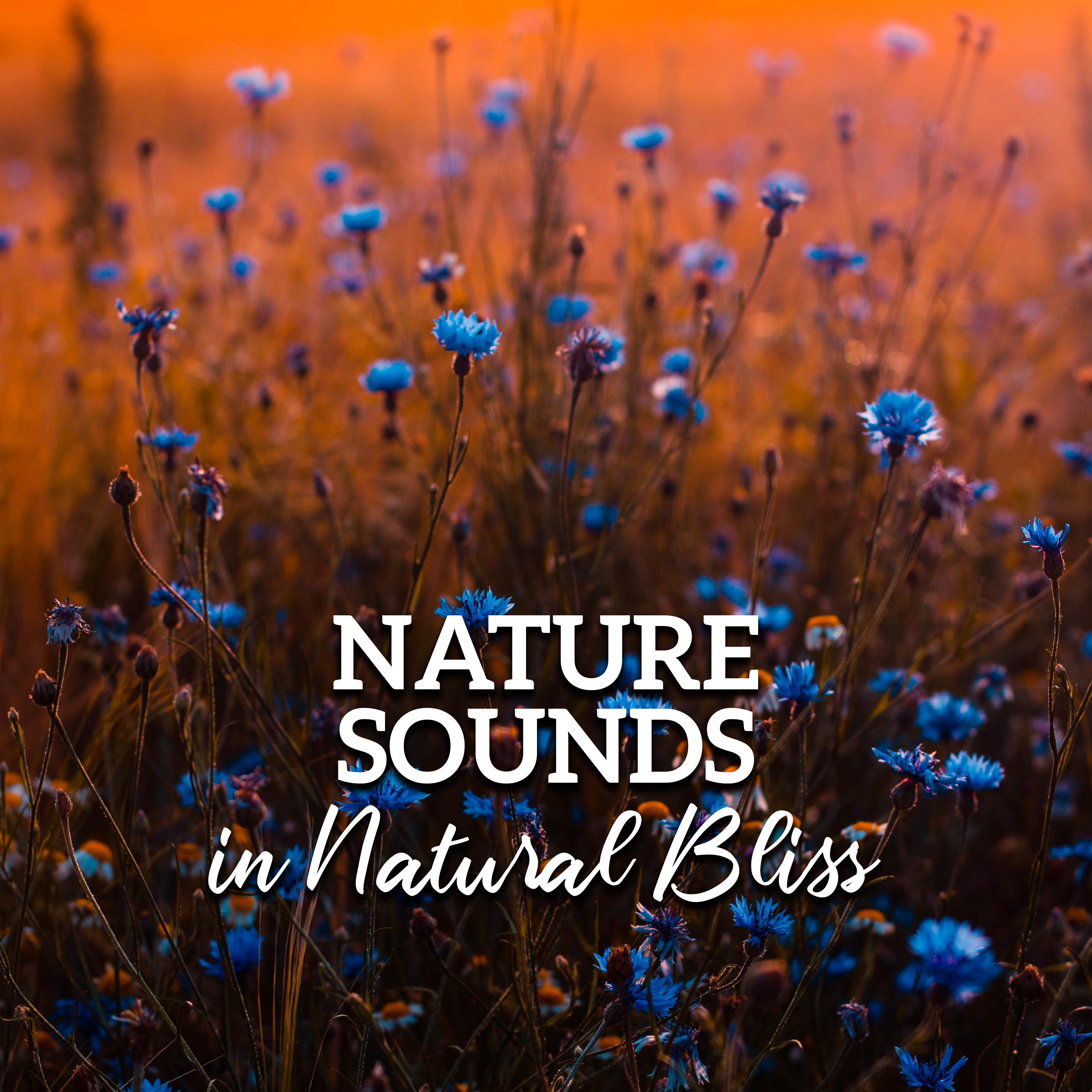 Nature Sounds in Natural Bliss – Pure Relaxation, Reduce Stress, 15 Sounds of Nature, Healing Therapy, Zen Serenity, Lounge Music