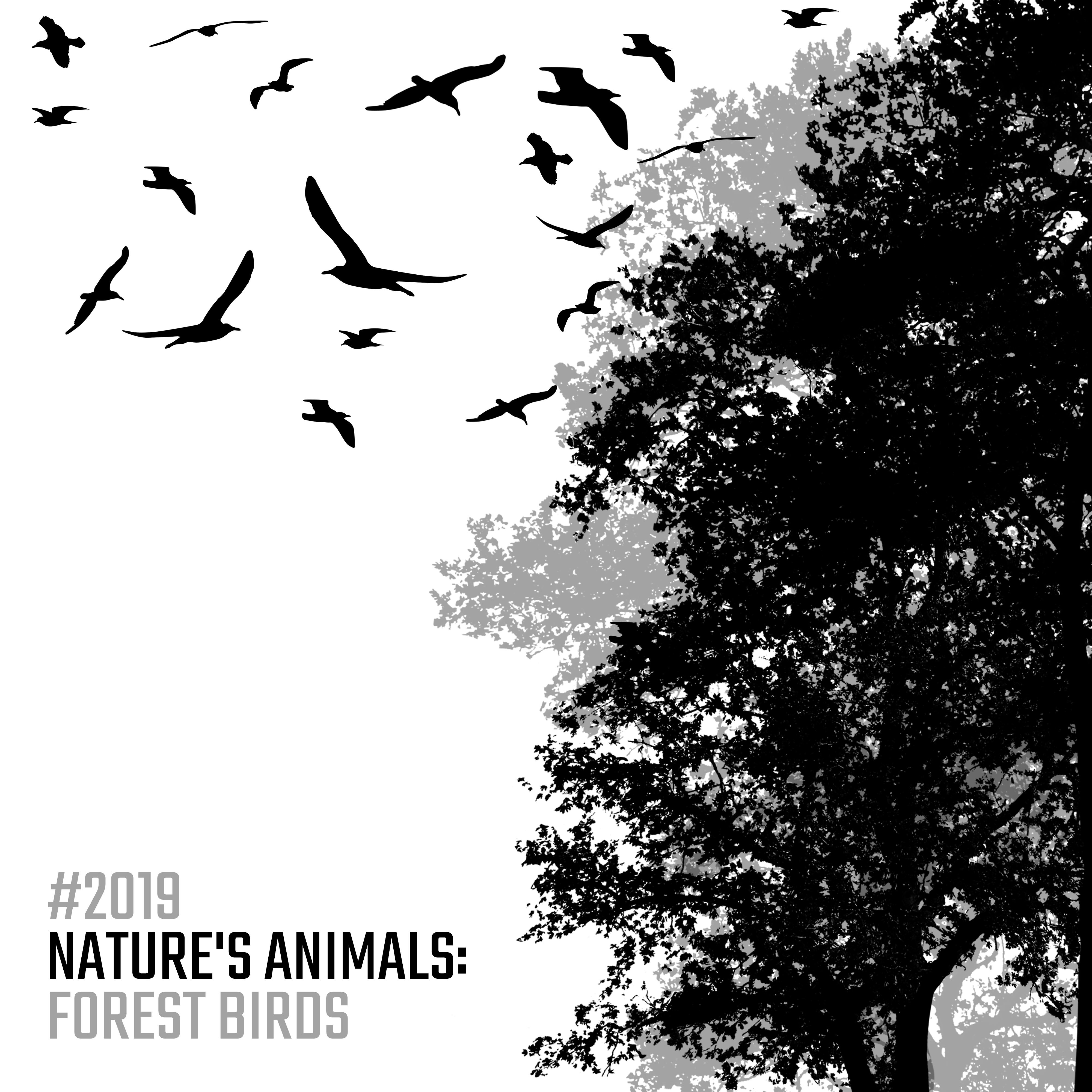 #2019 Nature's Animals: Forest Birds – Compilation of New Age Music with the Sounds of Birds and Piano Compositions