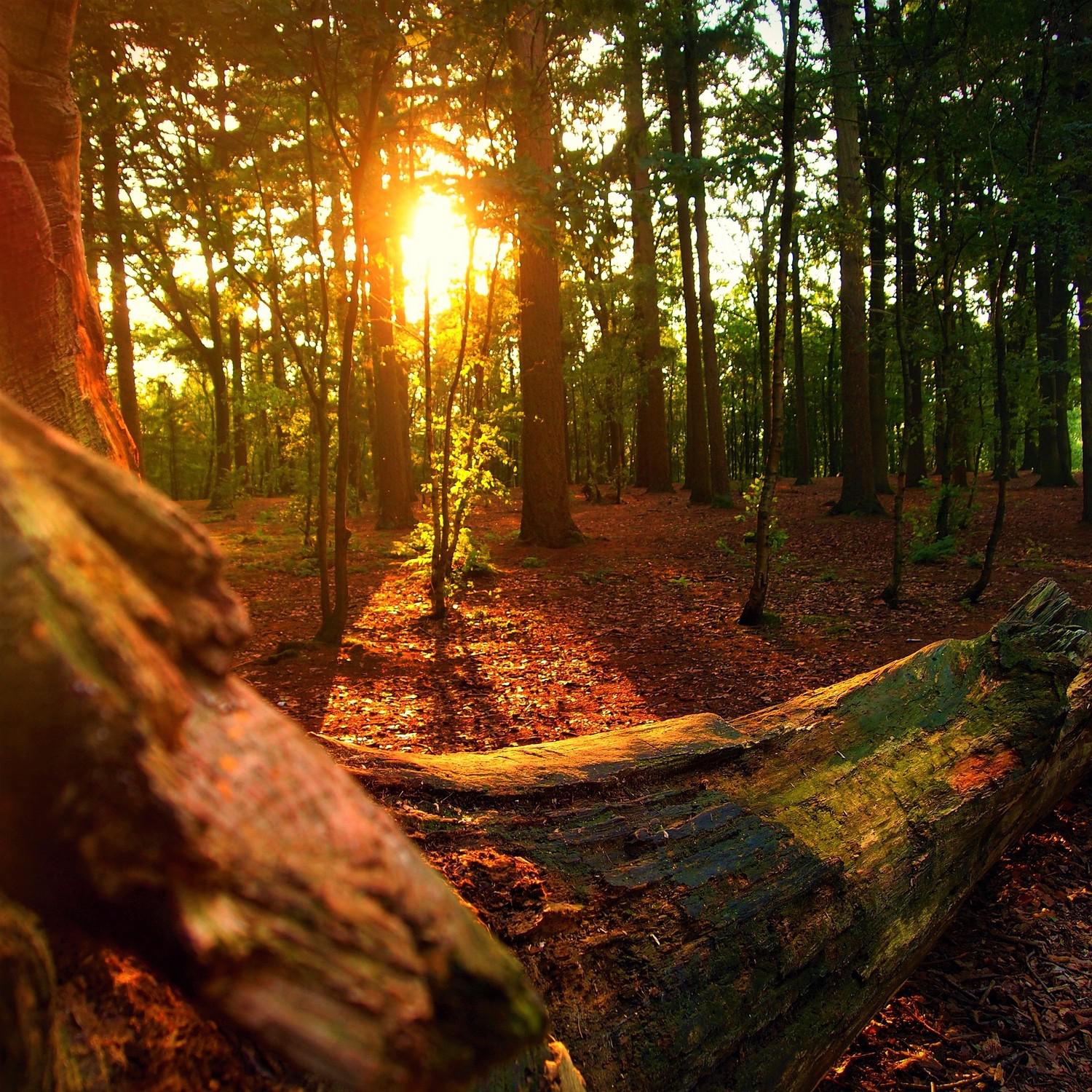 Evening in Forest: Bird, Night, and Woods