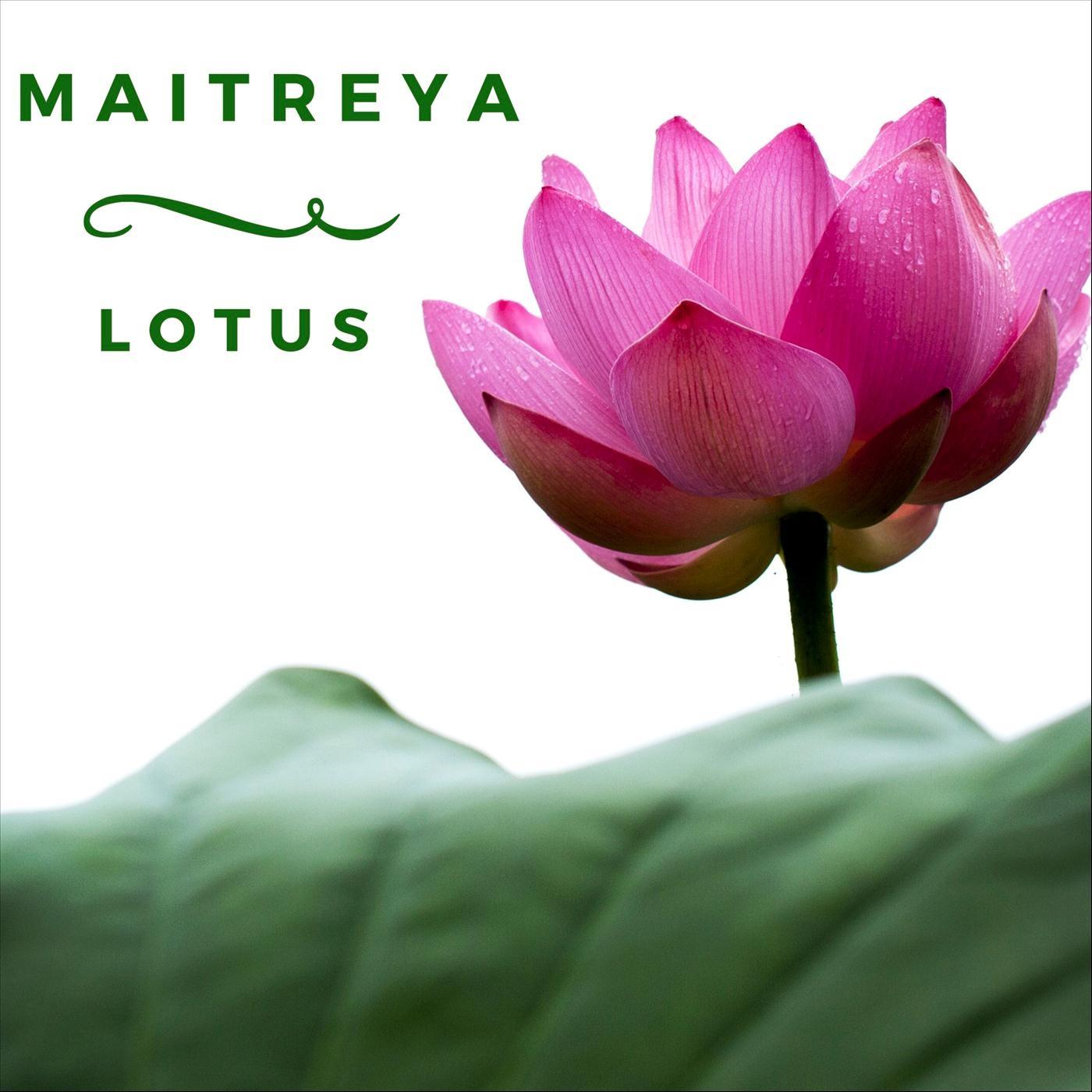 Lotus