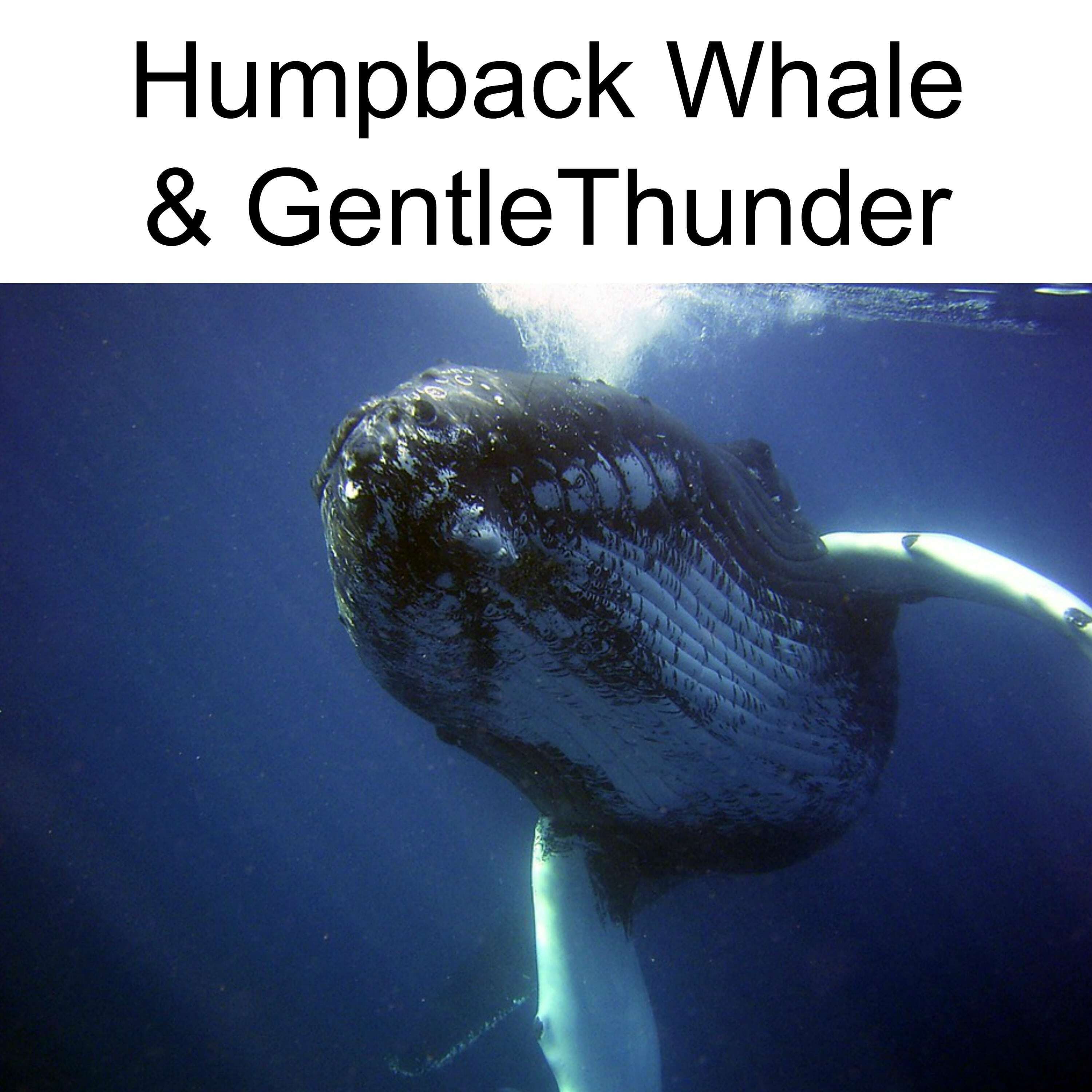 Humpback Whale and Gentle Thunder Sounds