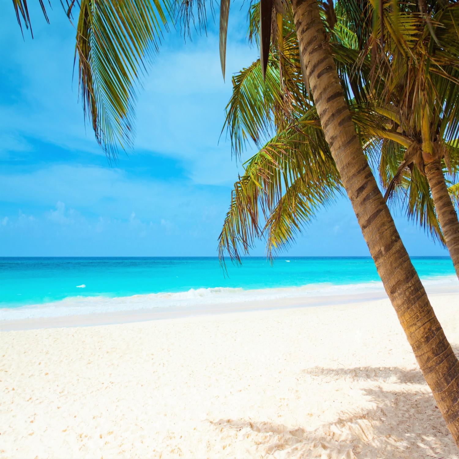 Tropical Beach with Birds - Relaxing Waves in a Lagoon