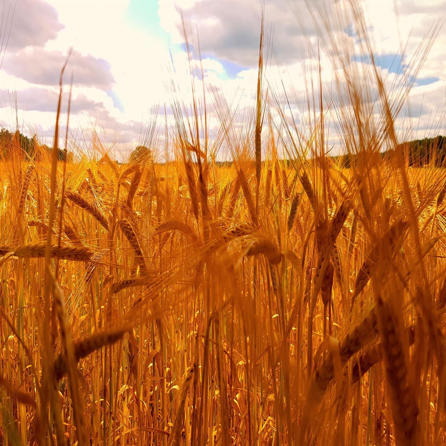 Wind in the Wheat - Relaxing Countryside - Relax Summer - Nature