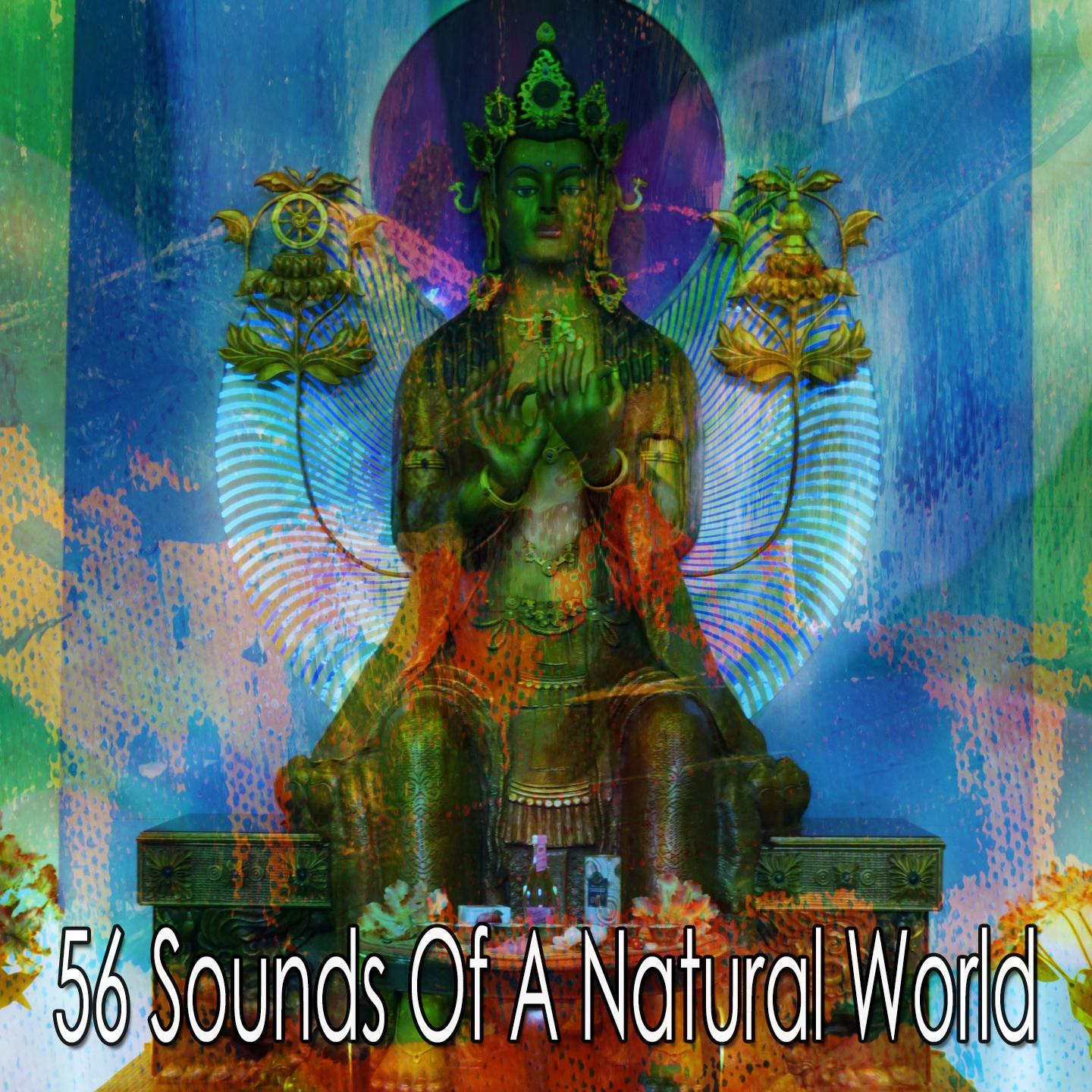 56 Sounds of a Natural World