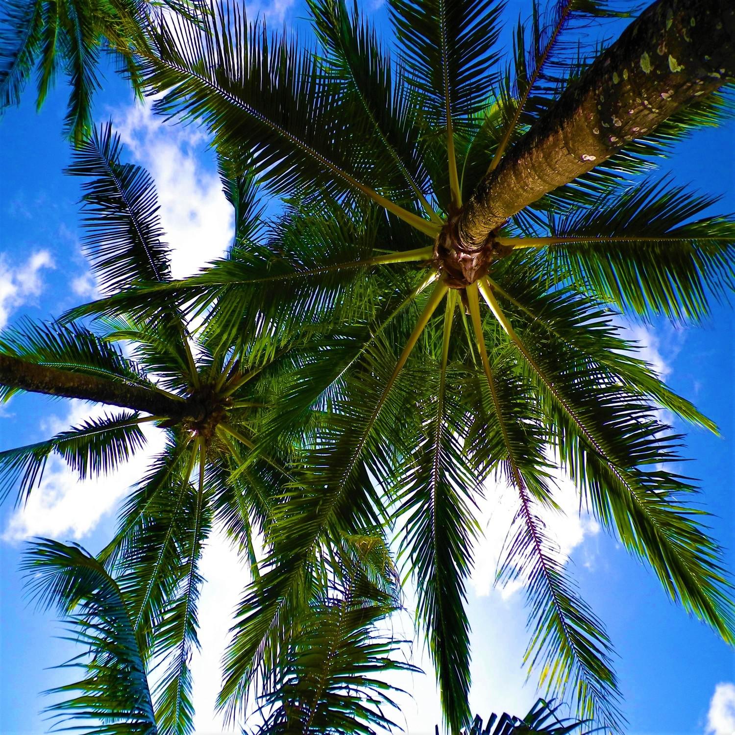 Wind in Palms - Relaxing Tropical Sound - Coconut in Caribbean