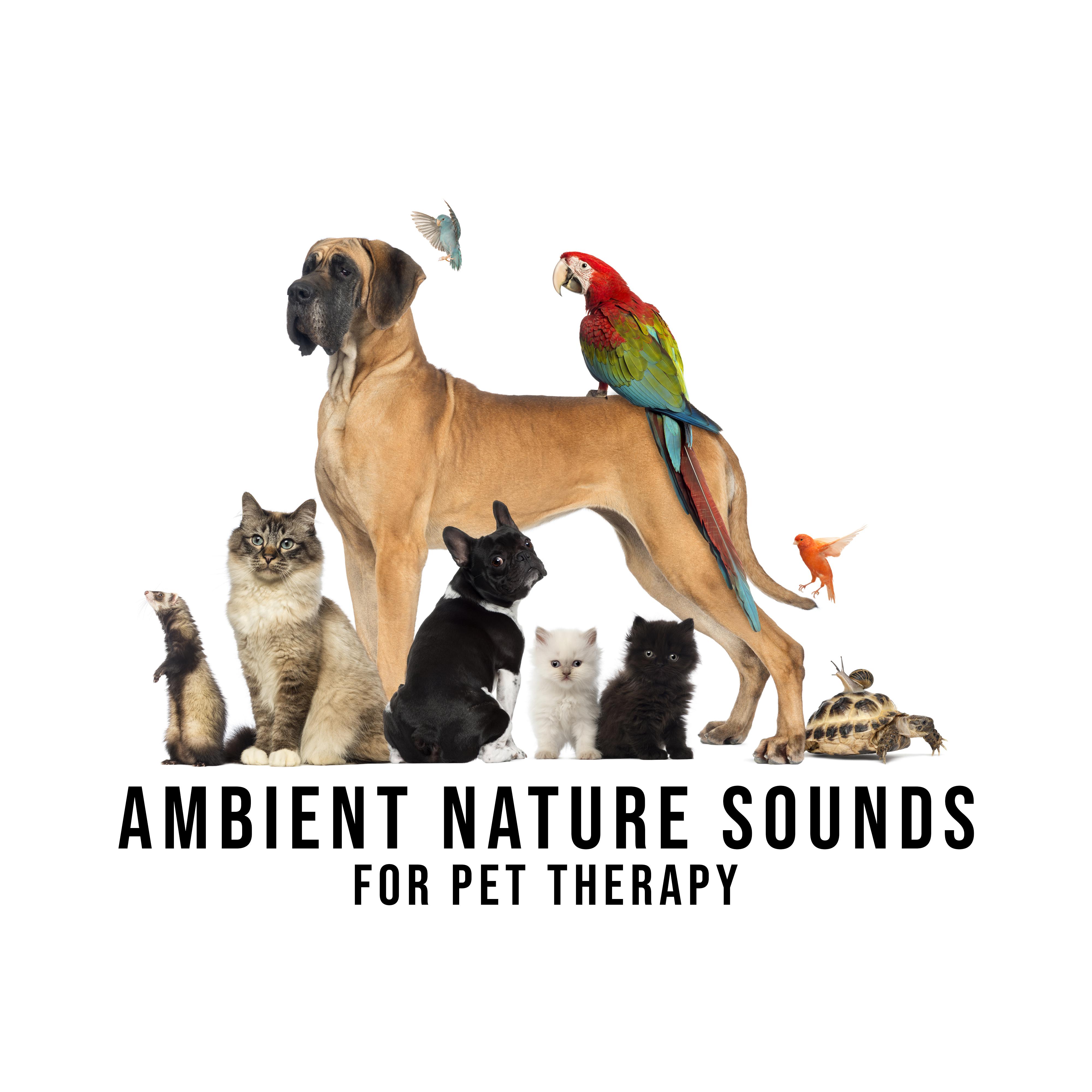 Ambient Nature Sounds for Pet Therapy – Music Zone, Healing Music for Pets, Reduce Stress, Calming Sounds, Nature Music, Deep Relax