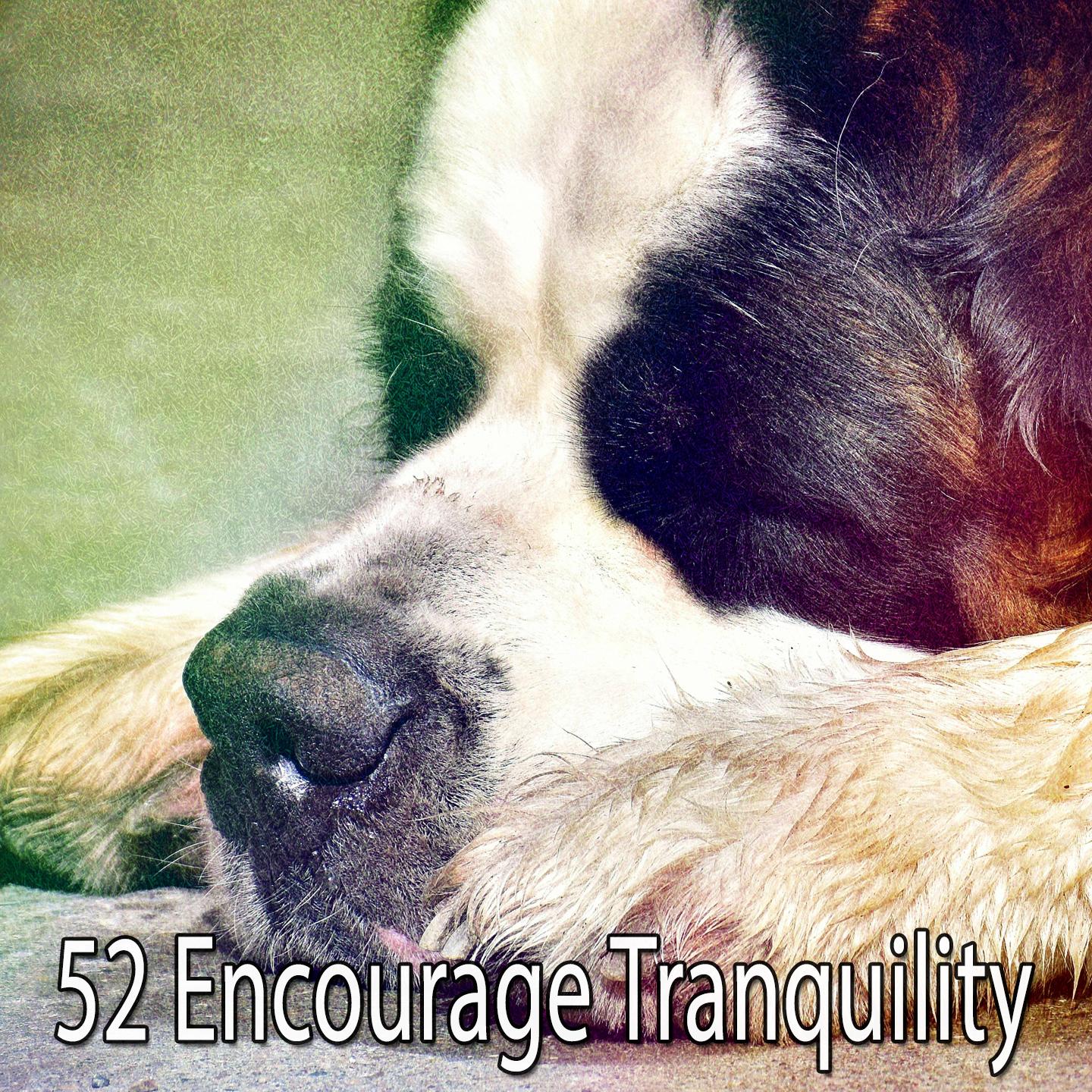 52 Encourage Tranquility
