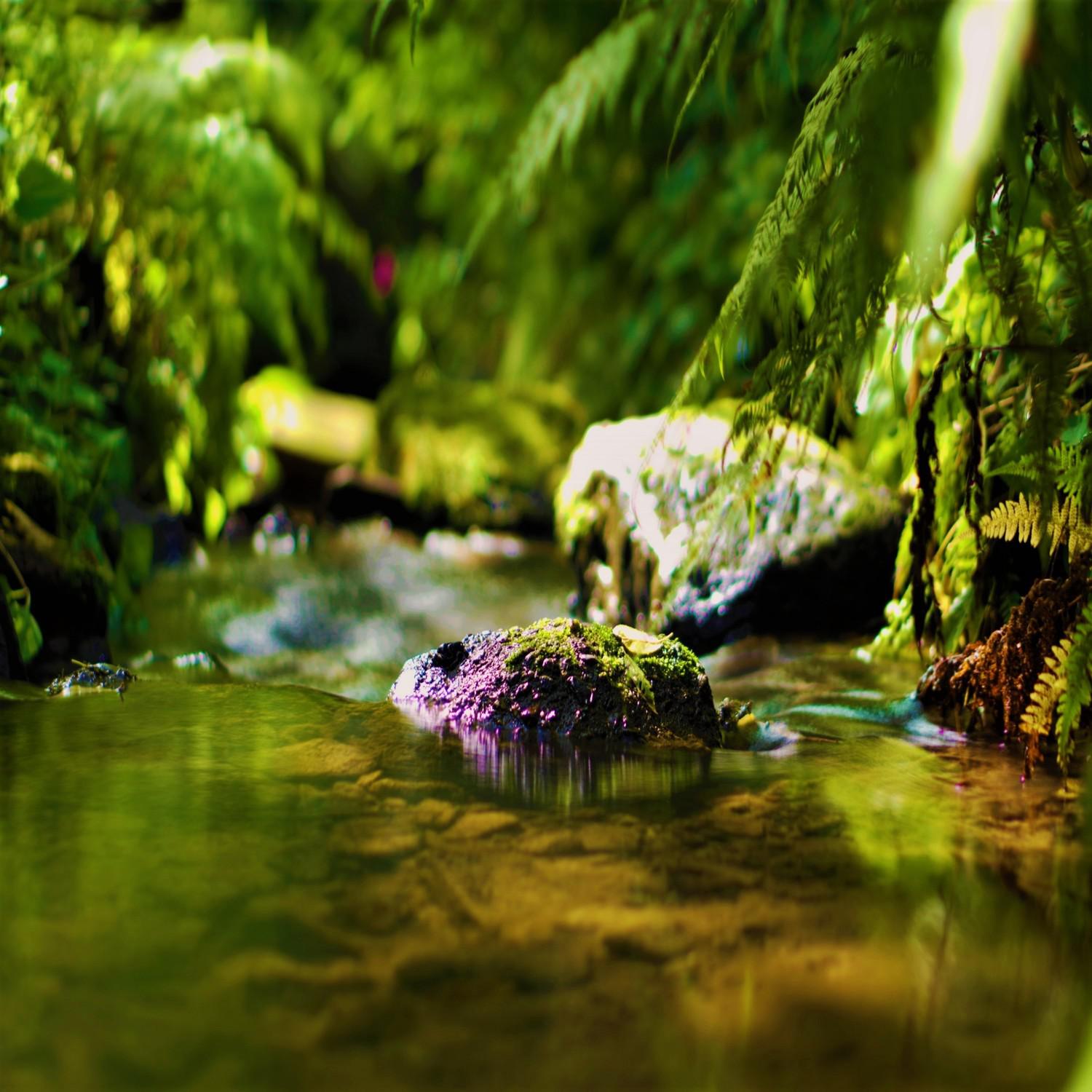 Gentle Stream in a Woods - River & Birds in Forest