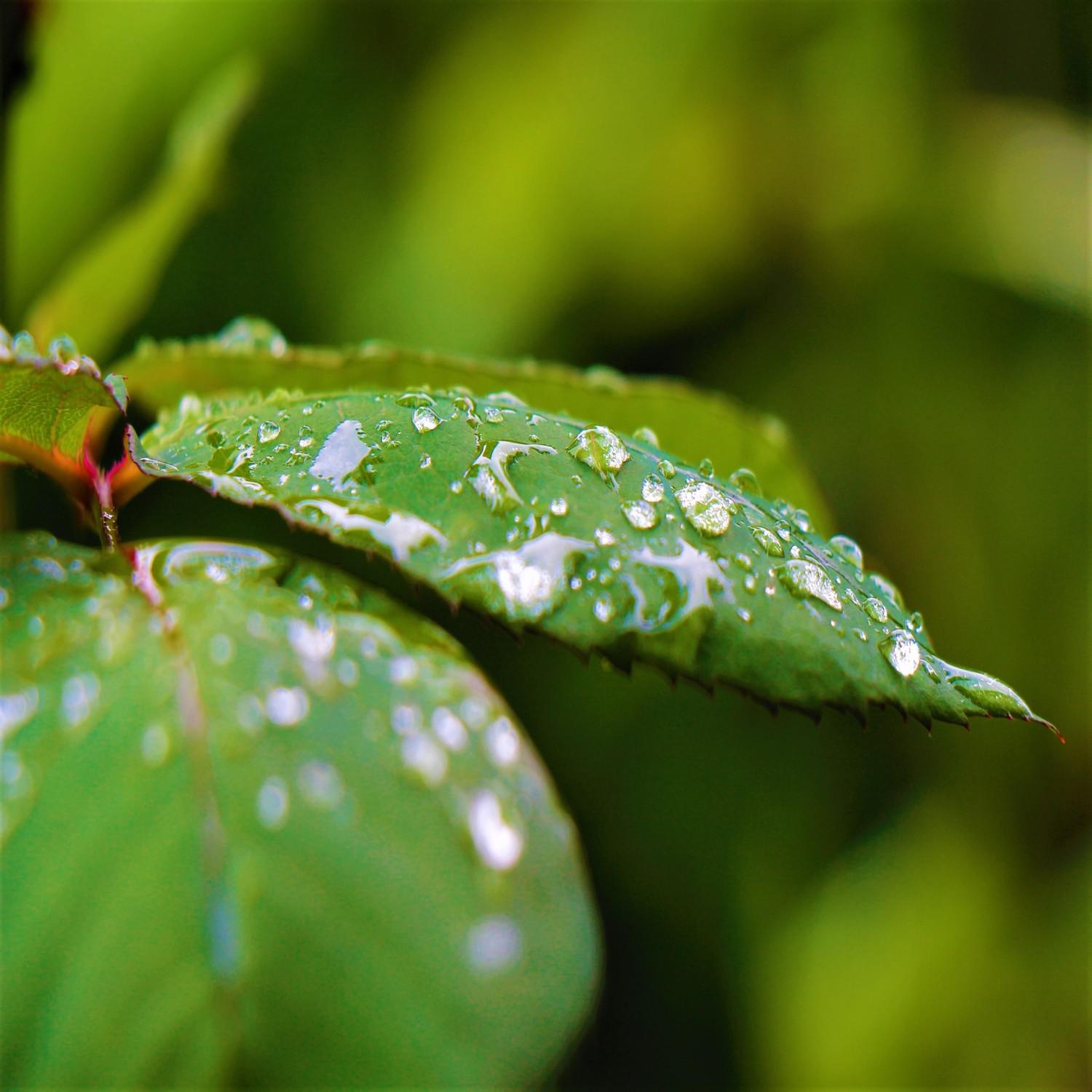 Rain on Leaves - Drop on Leaf Sound - Raindrops