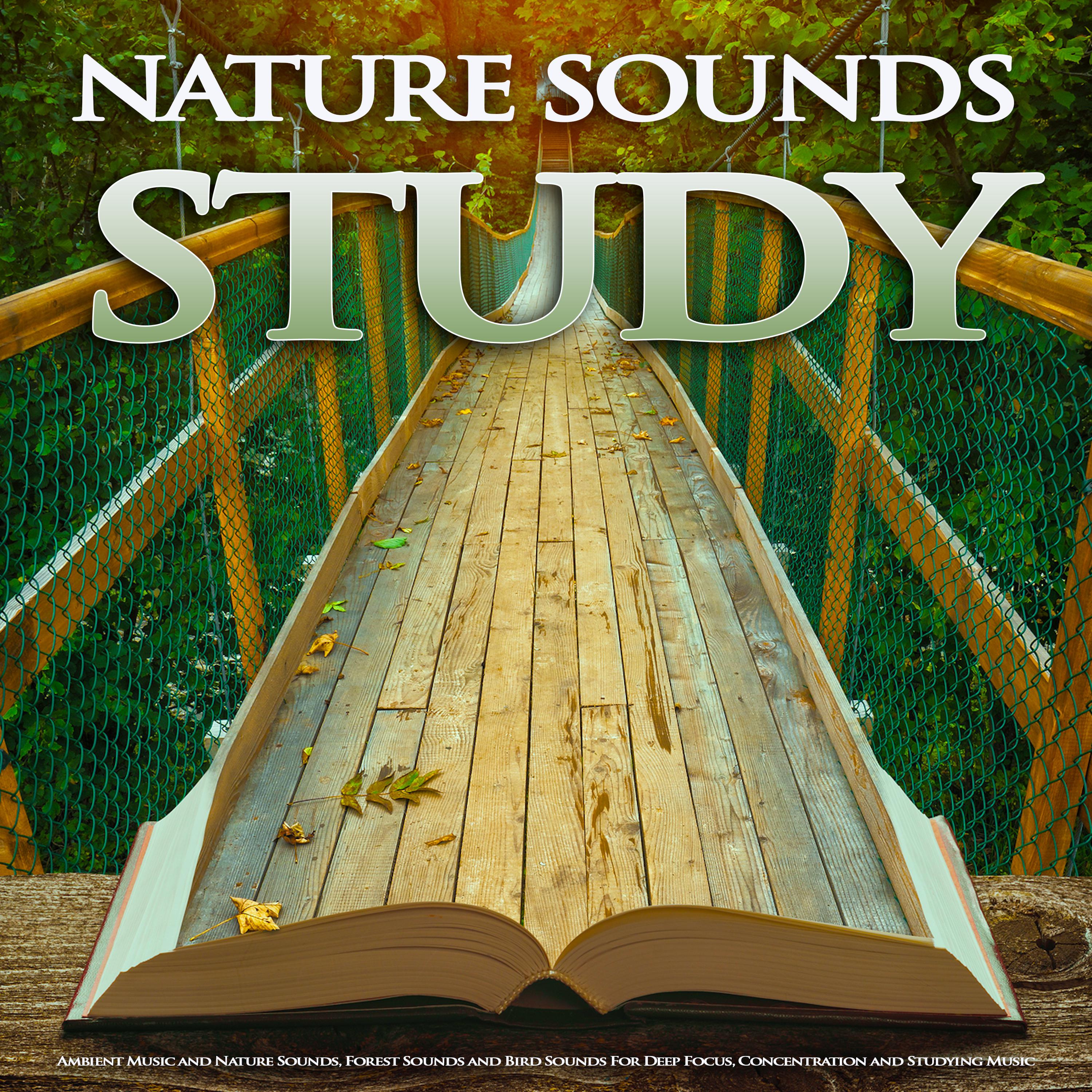 Nature Sounds Study: Ambient Music and Nature Sounds, Forest Sounds and Bird Sounds For Deep Focus, Concentration and Studying Music