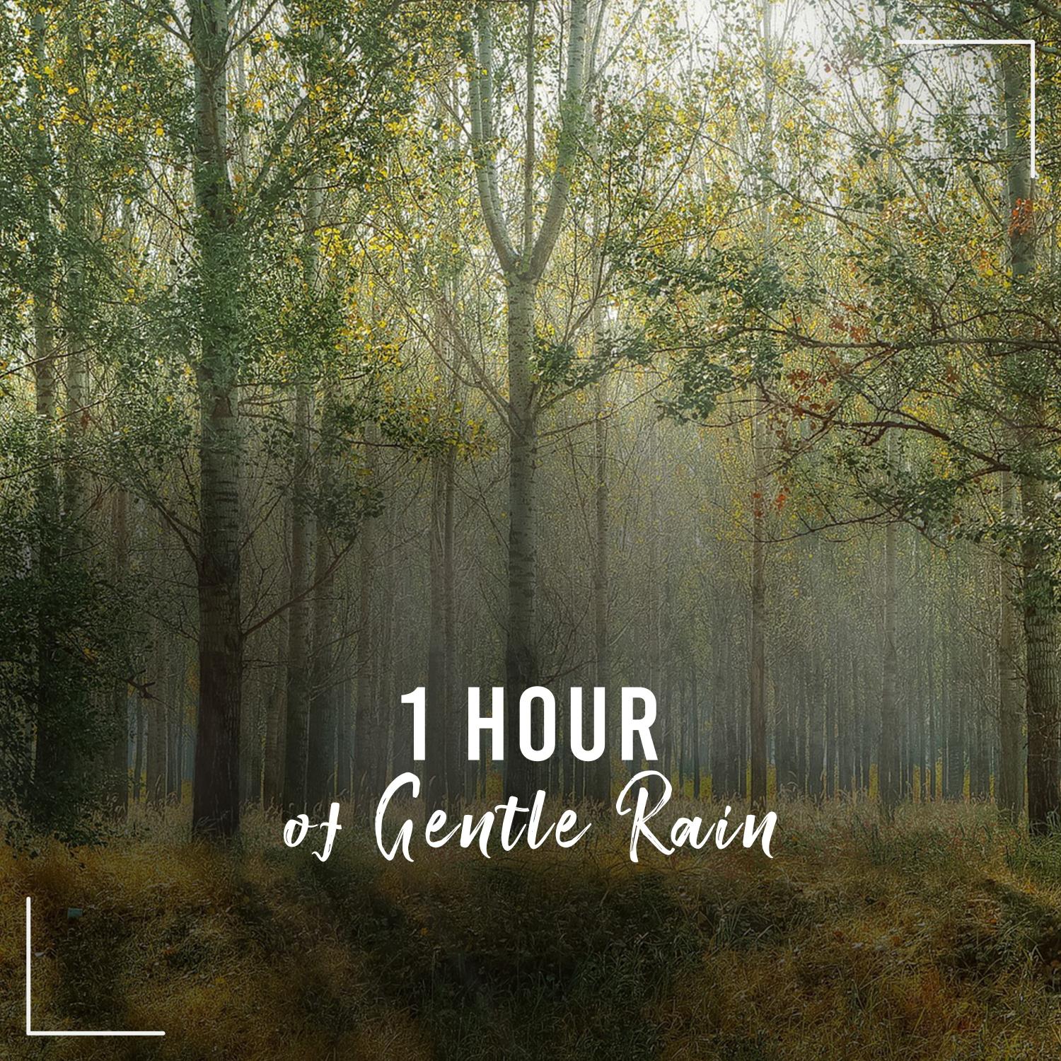 1 Hour Gentle Rain Sounds to Drift Off & Sleep
