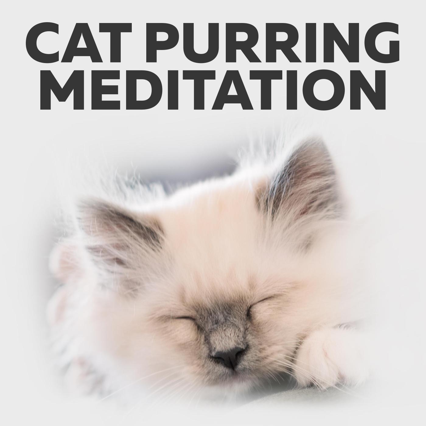 Cat Purring Meditation