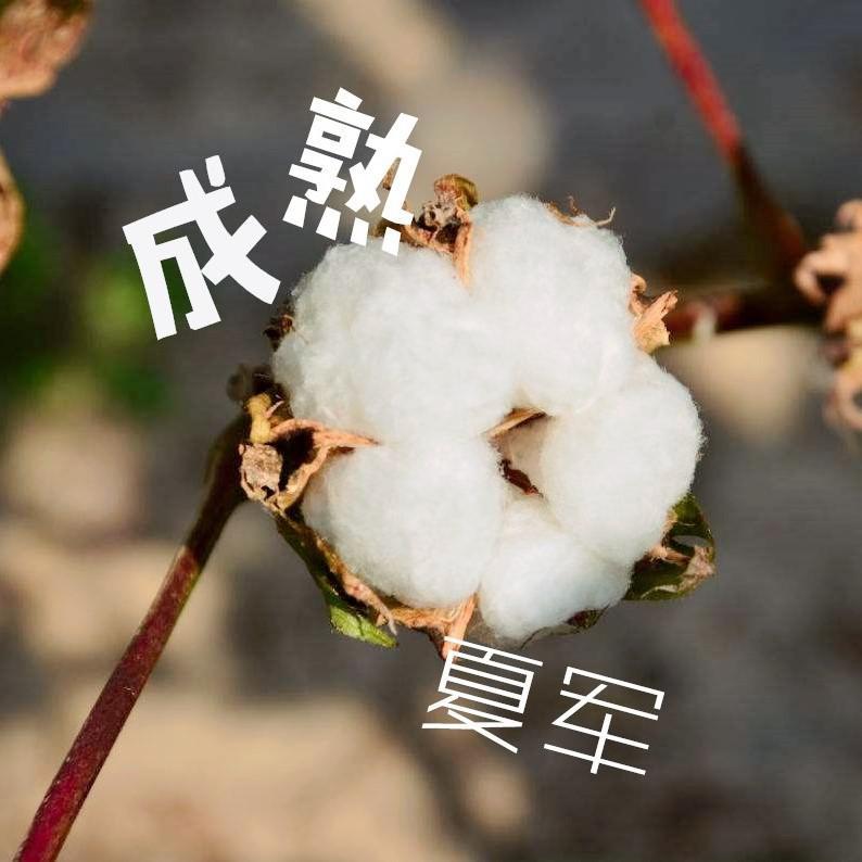 多彩沙雅