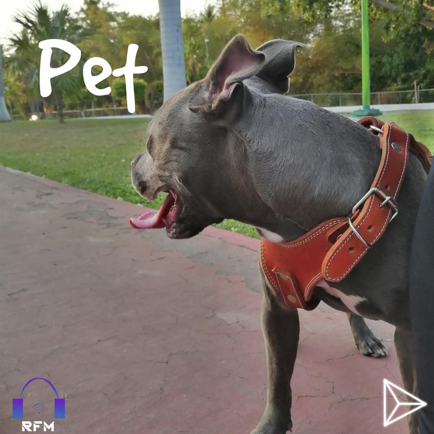 Pet