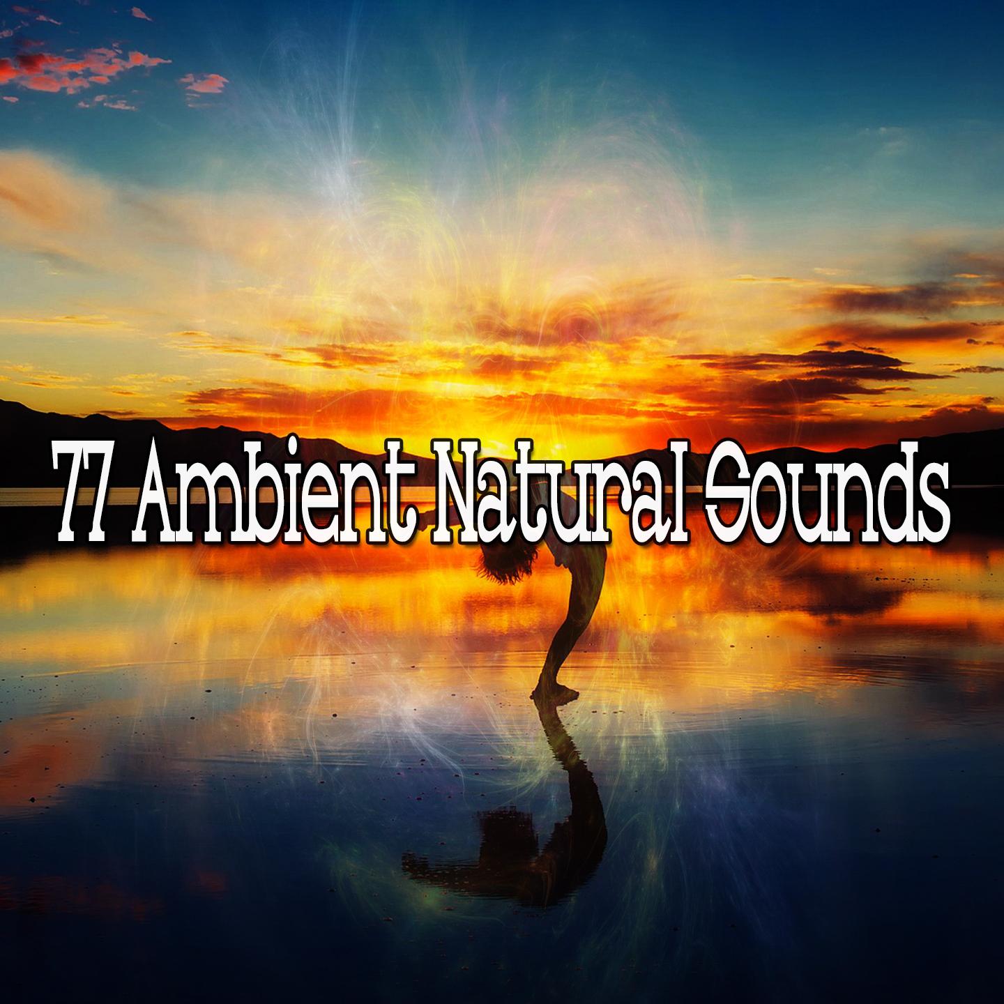 77 Ambient Natural Sounds